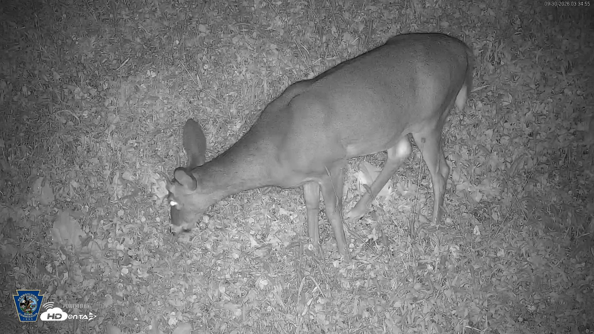Snapshot of Pennsylvania Elk Live Webcam taken Sep 30, 2026, 3:36am EDT