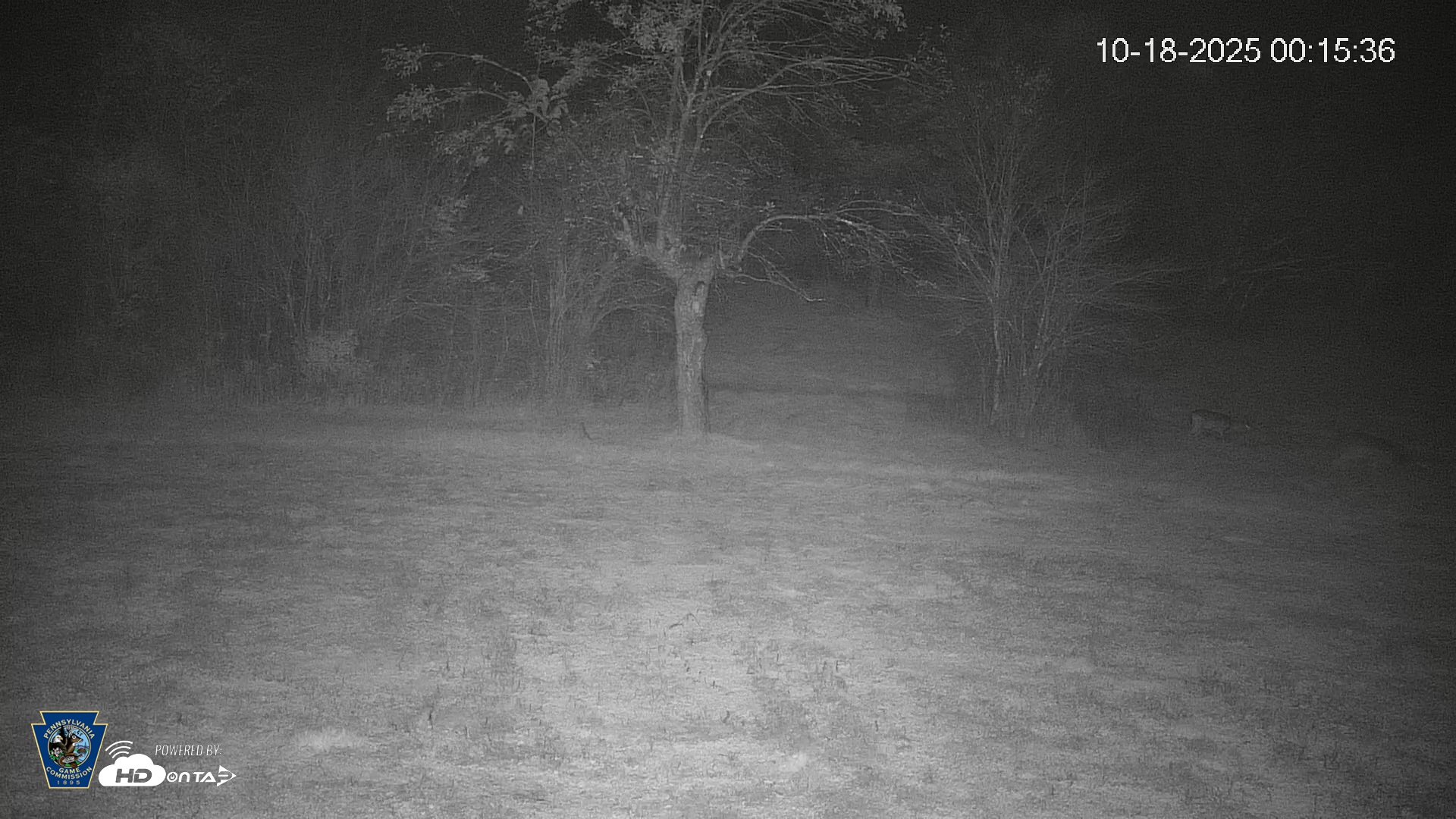 Snapshot of Pennsylvania Elk Live Webcam taken Oct 18, 2025, 12:16am EDT