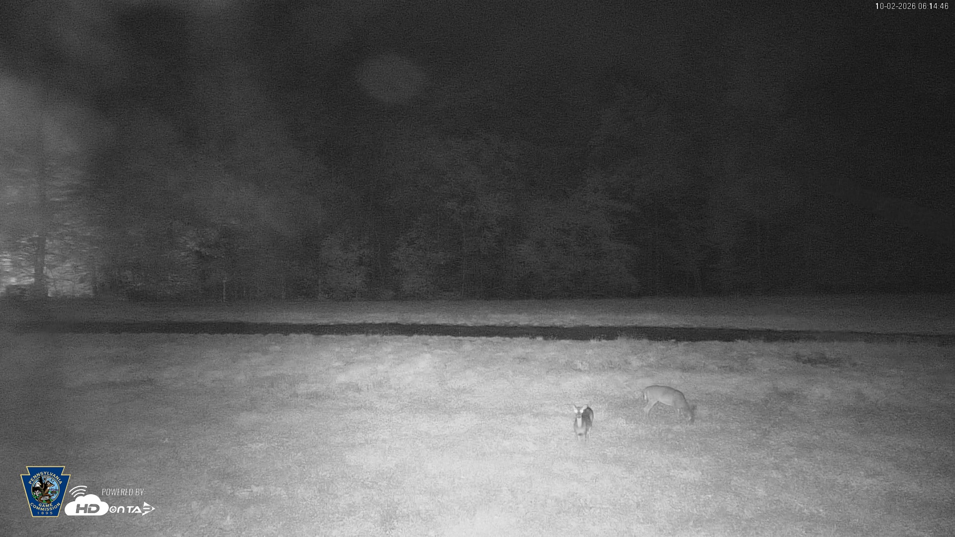 Snapshot of Pennsylvania Elk Live Webcam taken Oct 2, 2026, 6:15am EDT