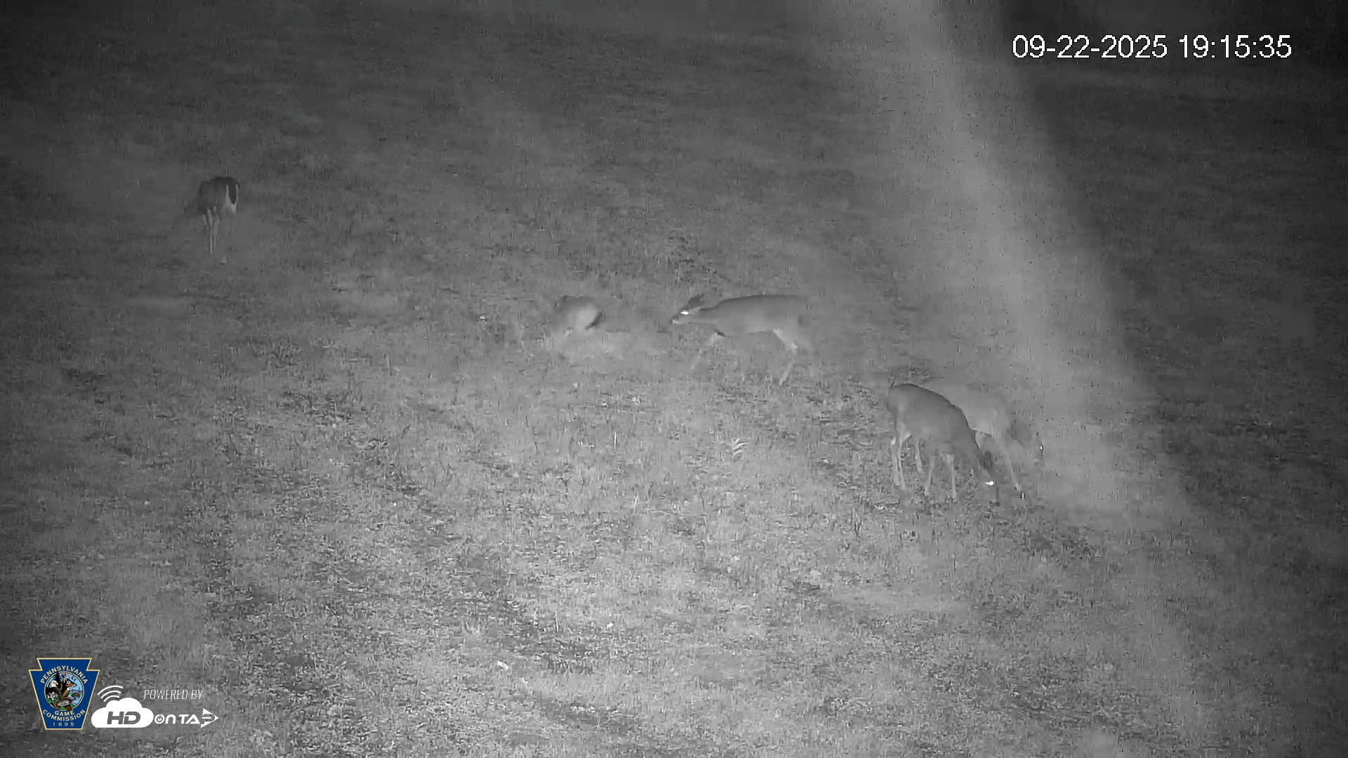 Snapshot of Pennsylvania Elk Live Webcam taken Sep 22, 2025, 7:16pm EDT