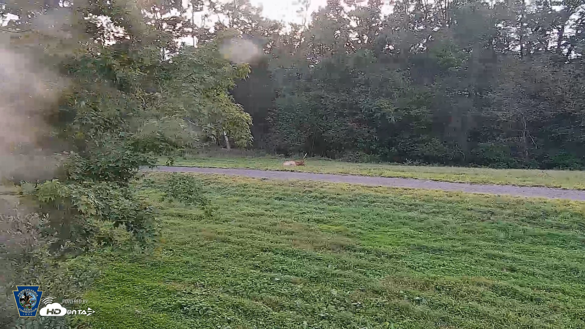 Snapshot of Pennsylvania Elk Live Webcam taken Sep 9, 2026, 6:50pm EDT