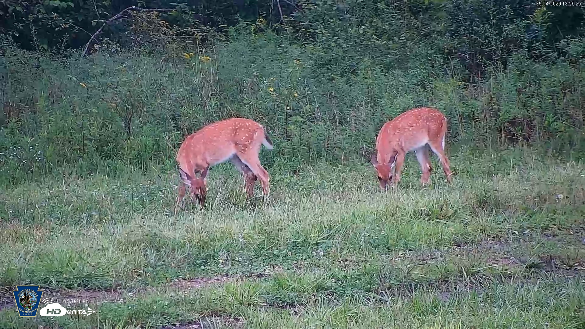 Snapshot of Pennsylvania Elk Live Webcam taken Sep 4, 2026, 6:27pm EDT