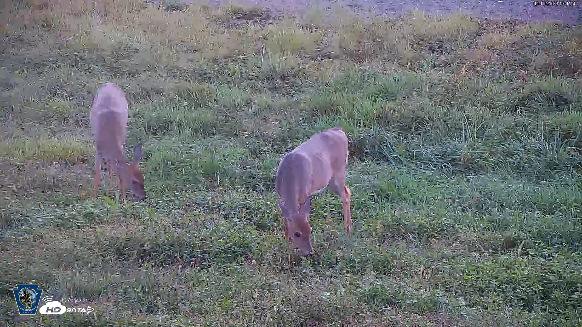 Snapshot of Pennsylvania Elk Live Webcam taken Sep 10, 2026, 6:12pm EDT