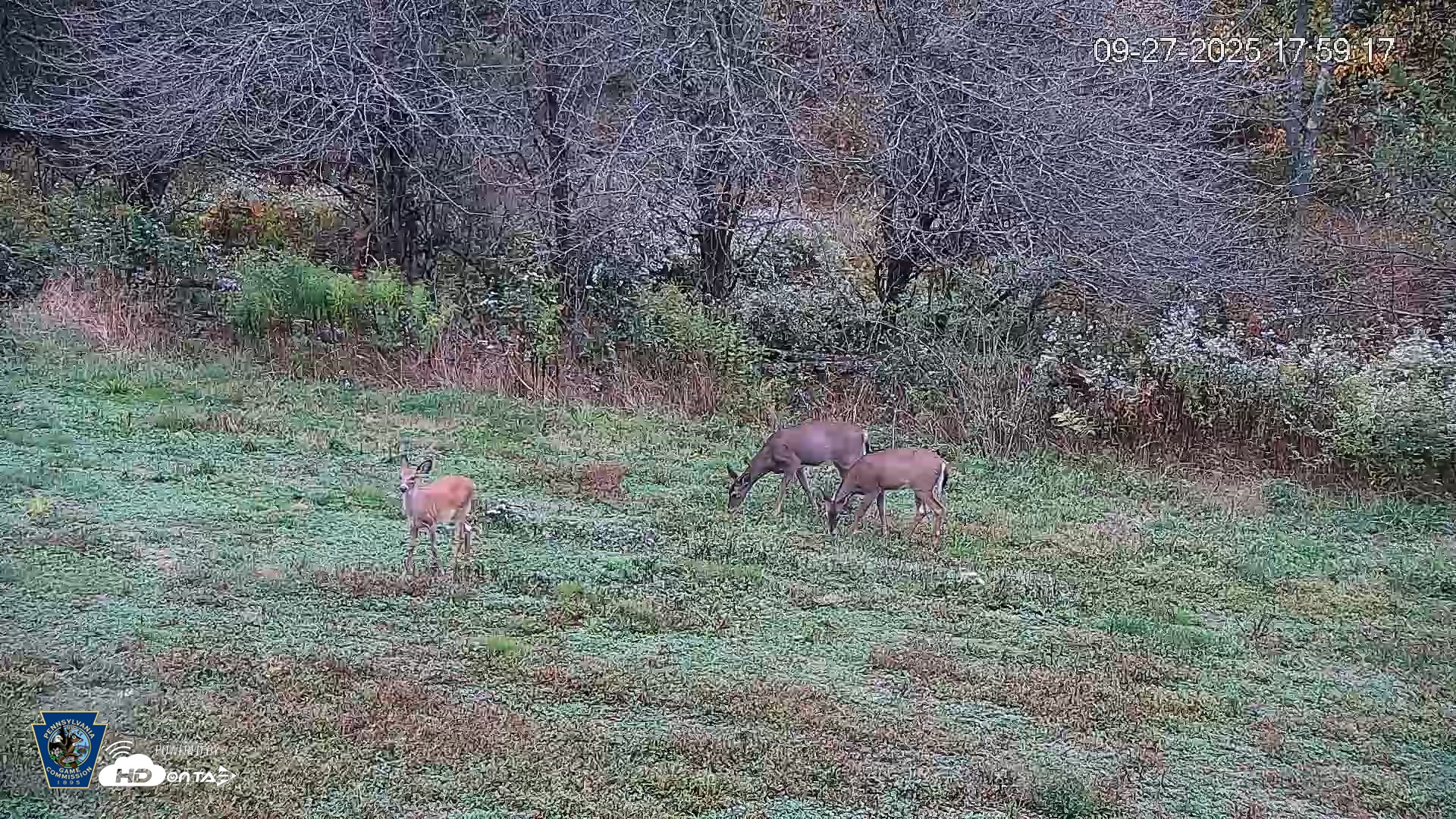Snapshot of Pennsylvania Elk Live Webcam taken Sep 27, 2025, 6:00pm EDT