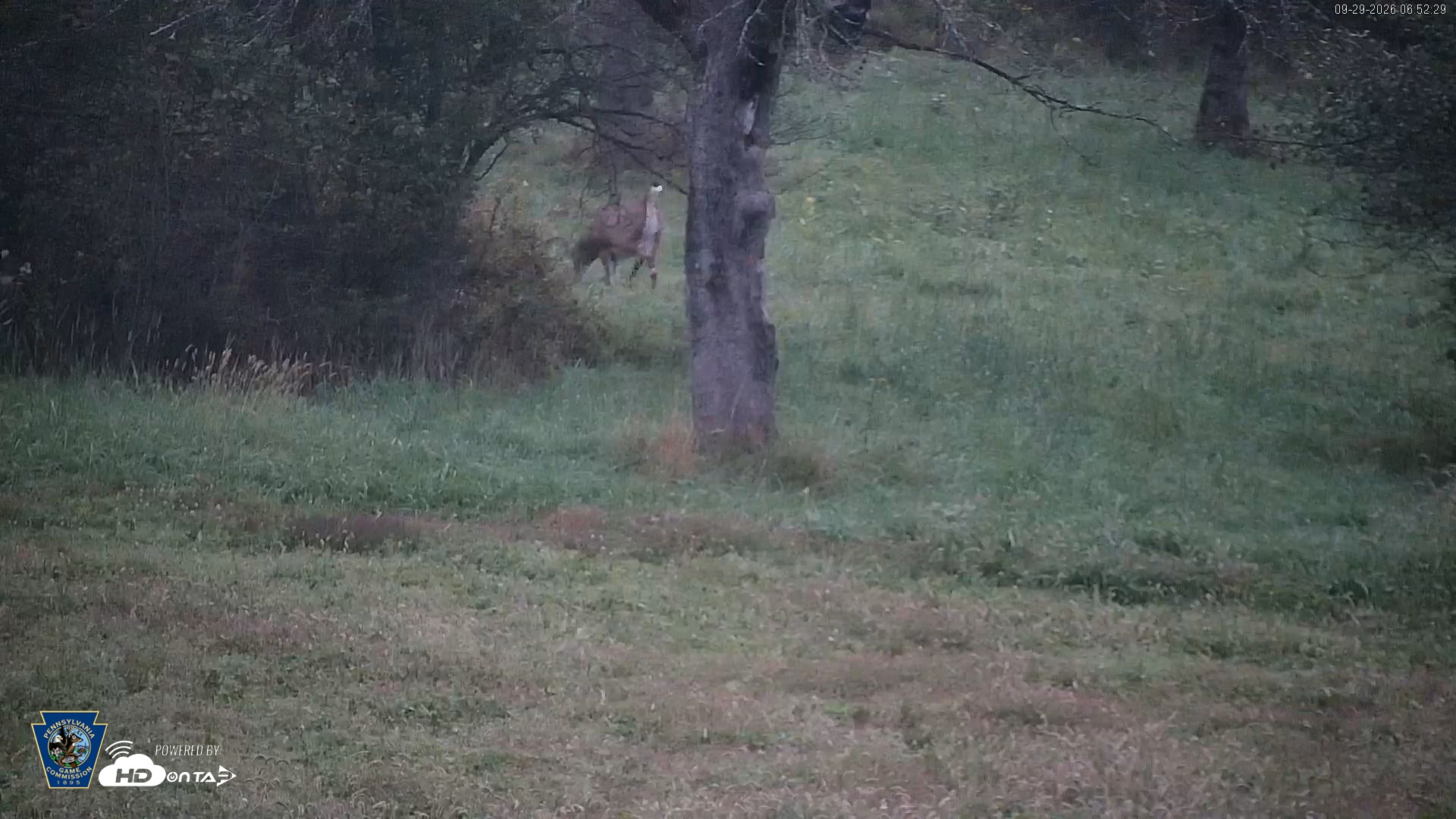 Snapshot of Pennsylvania Elk Live Webcam taken Sep 29, 2026, 6:53am EDT