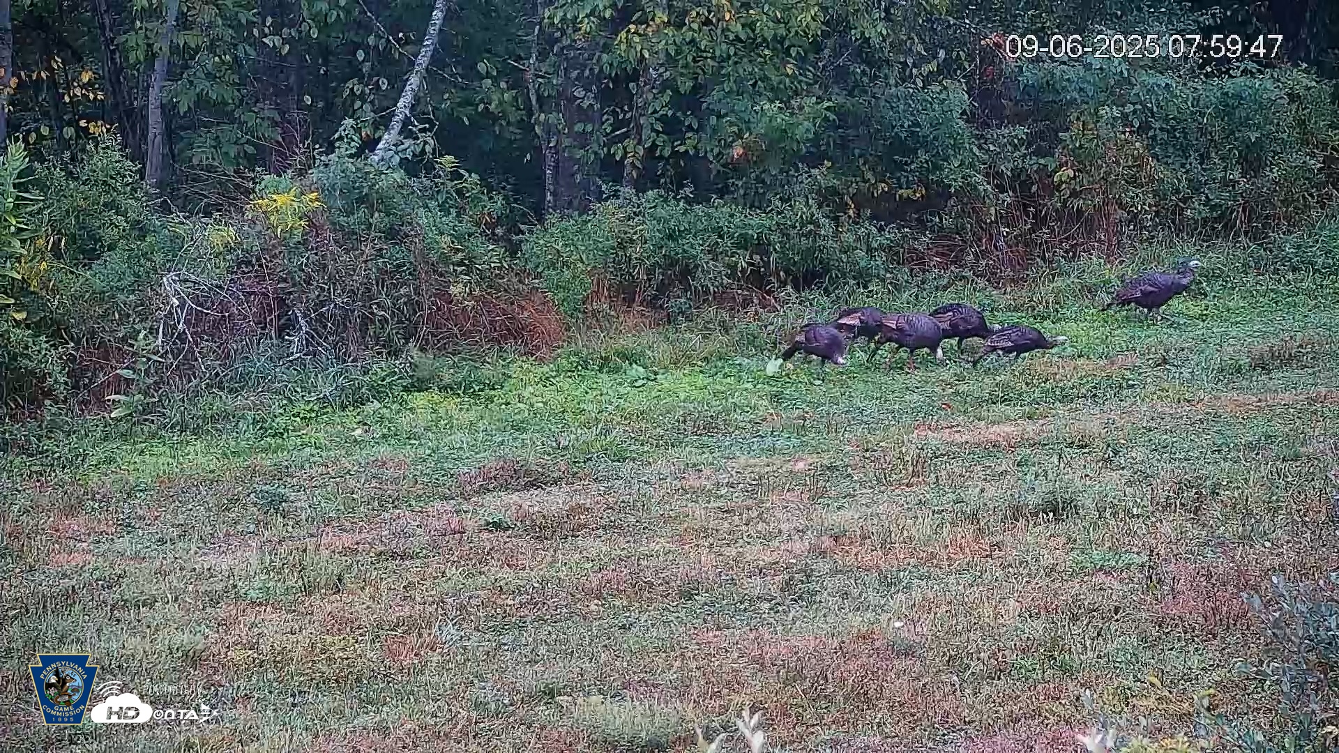 Snapshot of Pennsylvania Elk Live Webcam taken Sep 6, 2025, 8:00am EDT