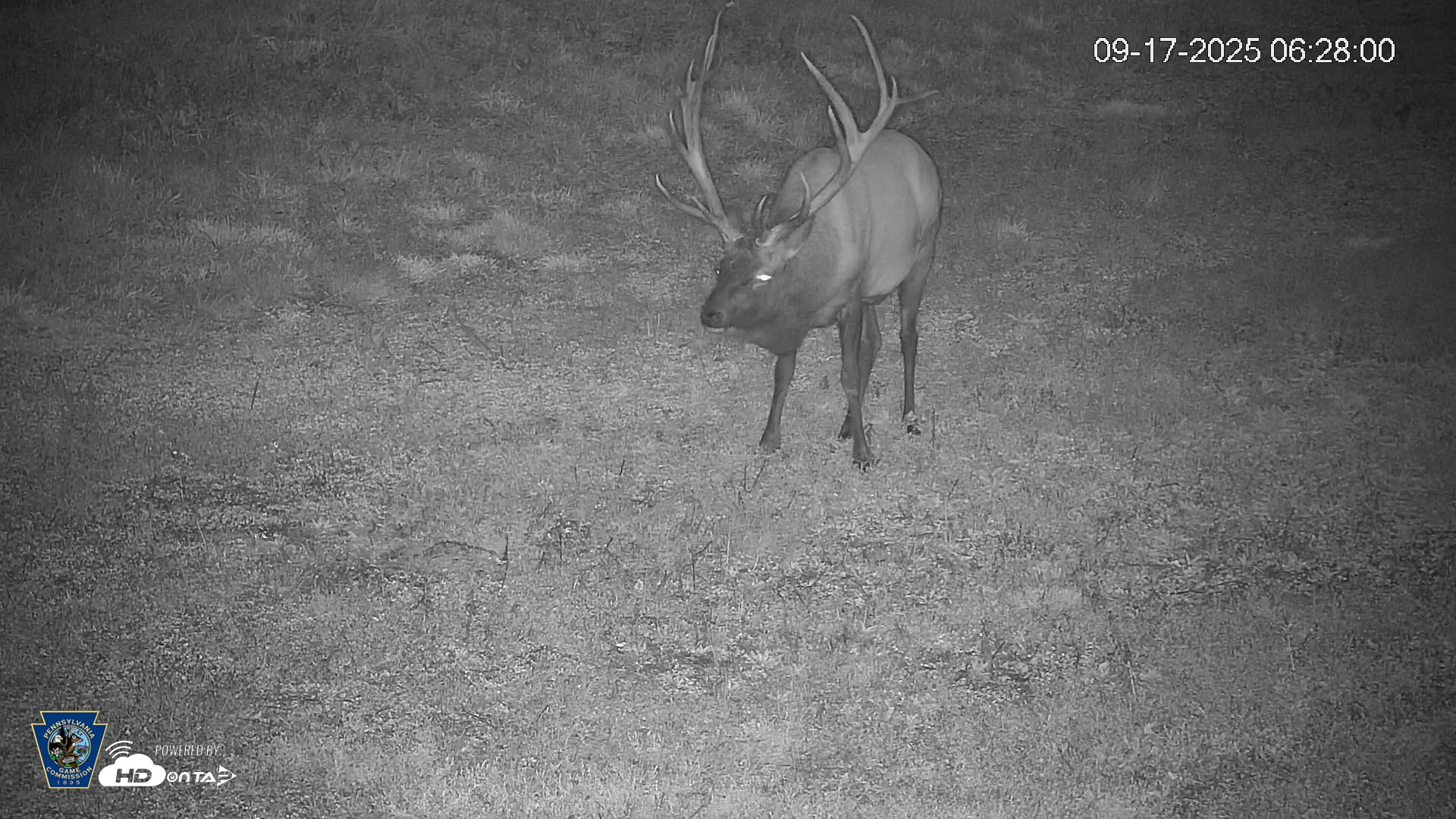 Snapshot of Pennsylvania Elk Live Webcam taken Sep 17, 2025, 6:28am EDT