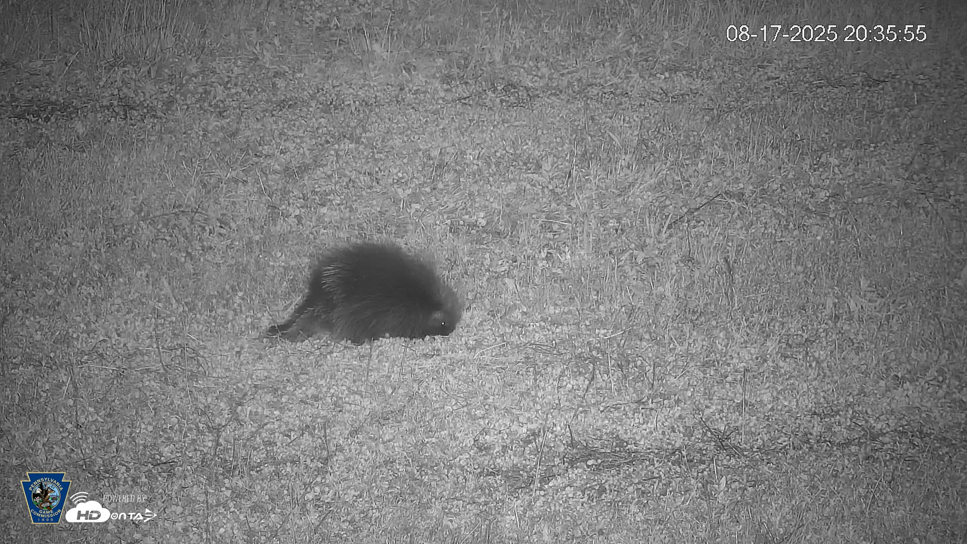 Snapshot of Pennsylvania Elk Live Webcam taken Aug 17, 2025, 8:36pm EDT