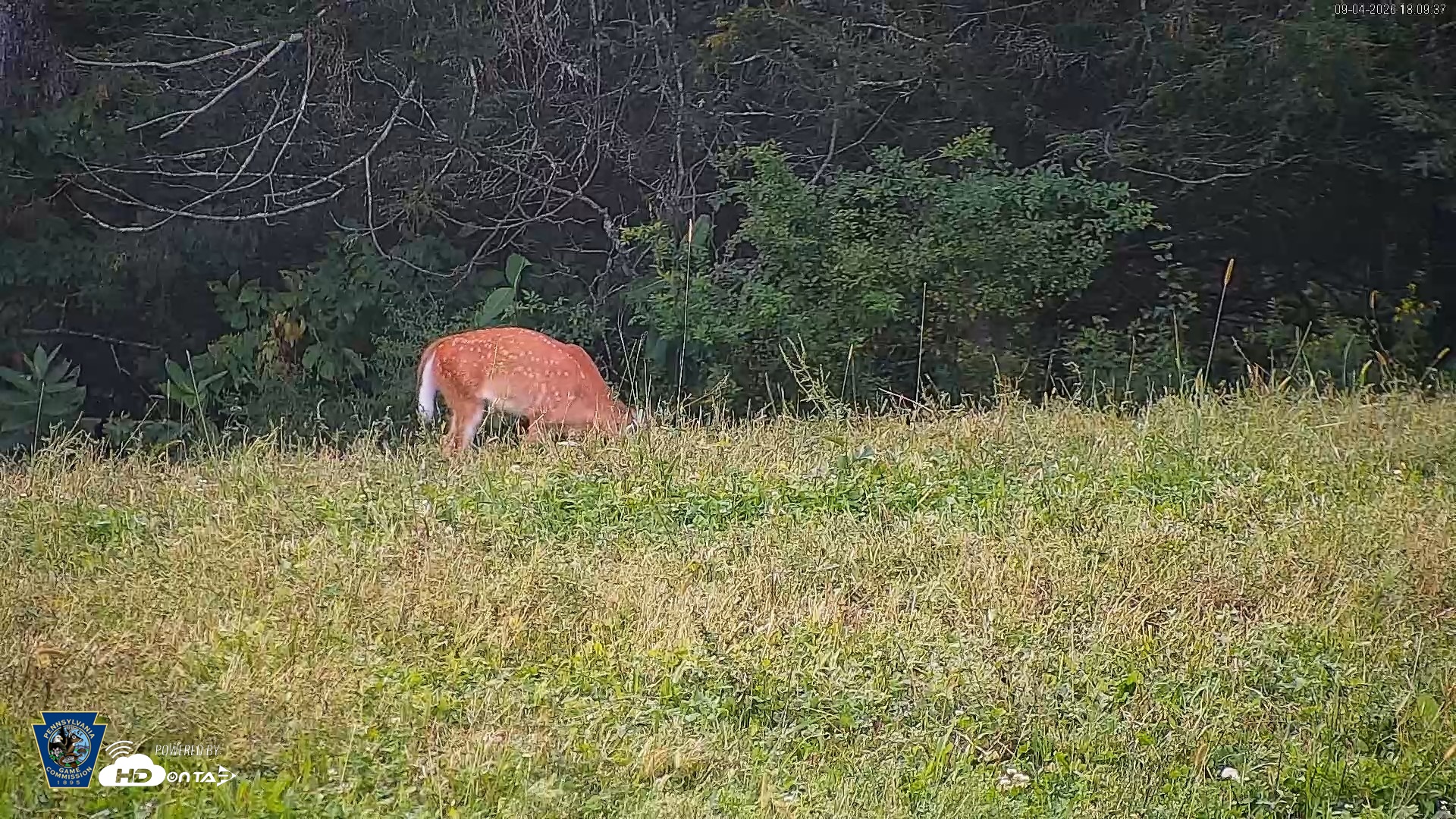 Snapshot of Pennsylvania Elk Live Webcam taken Sep 4, 2026, 6:11pm EDT