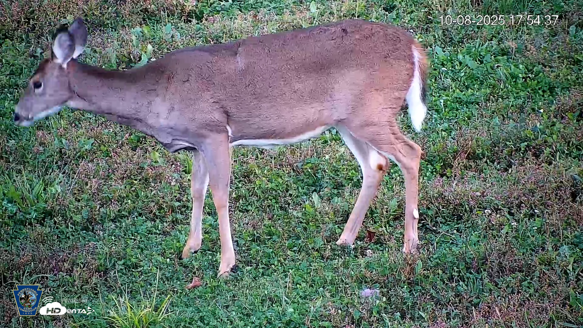 Snapshot of Pennsylvania Elk Live Webcam taken Oct 8, 2025, 5:55pm EDT