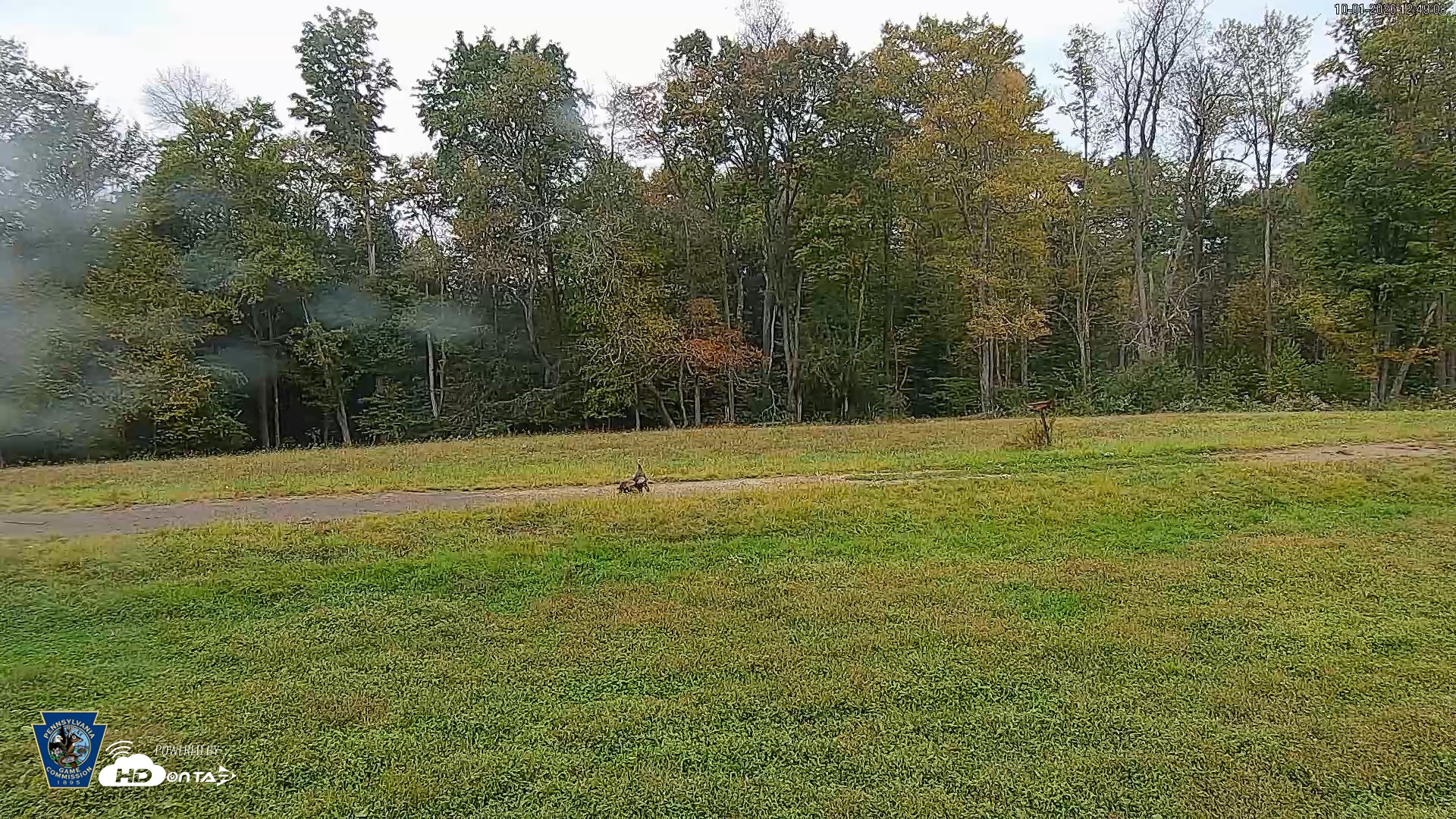 Snapshot of Pennsylvania Elk Live Webcam taken Oct 1, 2026, 12:49pm EDT