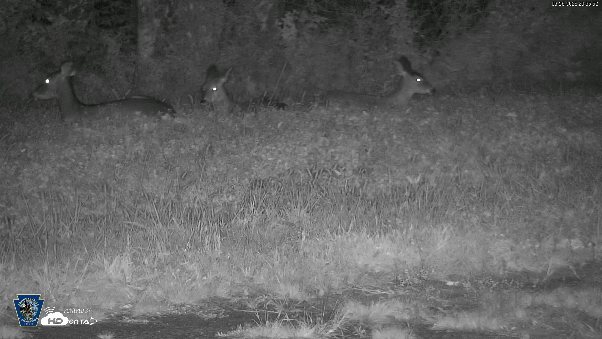 Snapshot of Pennsylvania Elk Live Webcam taken Sep 26, 2026, 8:36pm EDT