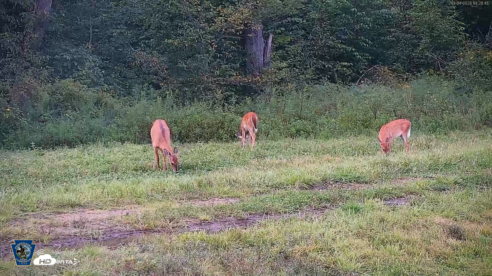 Snapshot of Pennsylvania Elk Live Webcam taken Sep 4, 2026, 6:29pm EDT