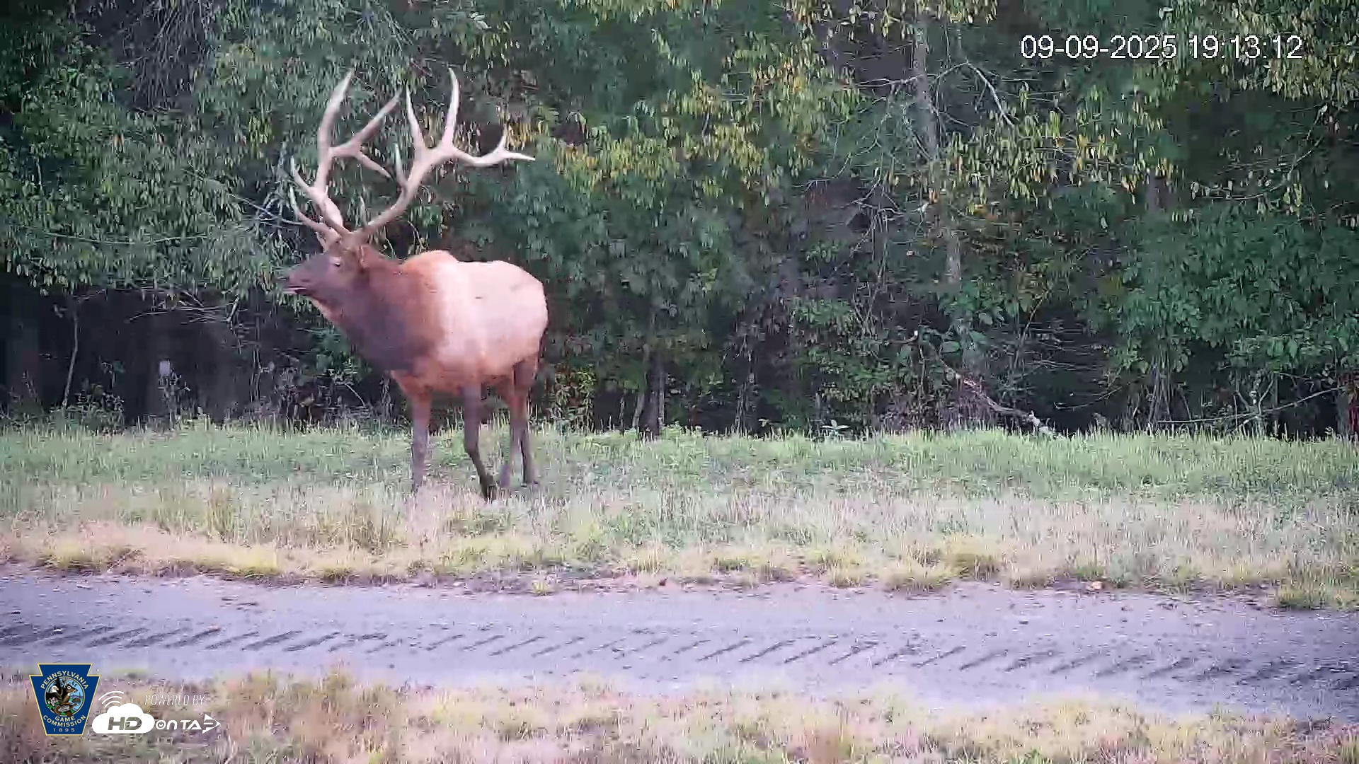 Snapshot of Pennsylvania Elk Live Webcam taken Sep 9, 2025, 7:14pm EDT