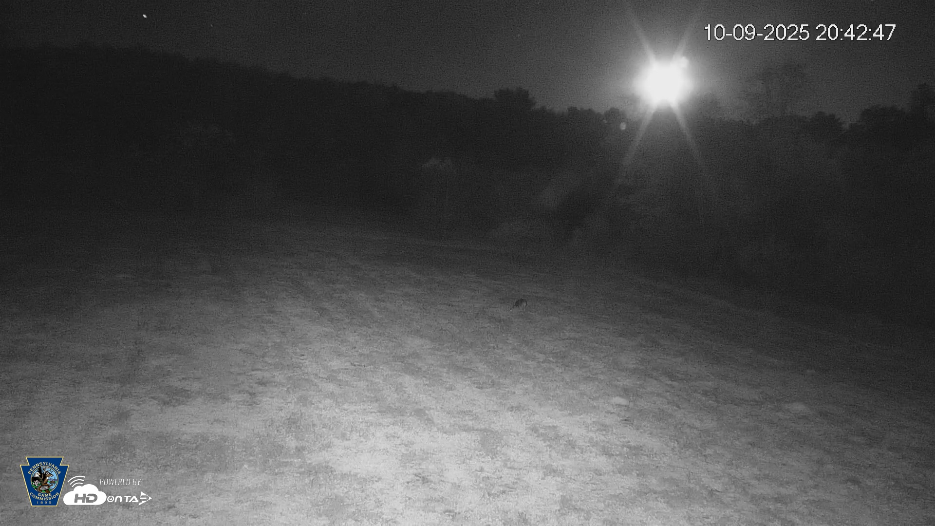 Snapshot of Pennsylvania Elk Live Webcam taken Oct 9, 2025, 8:43pm EDT