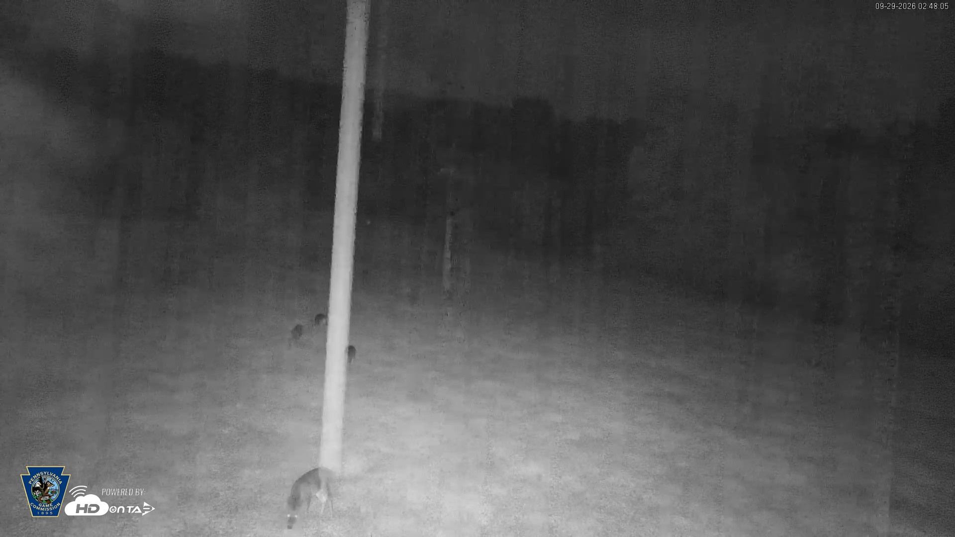 Snapshot of Pennsylvania Elk Live Webcam taken Sep 29, 2026, 2:49am EDT