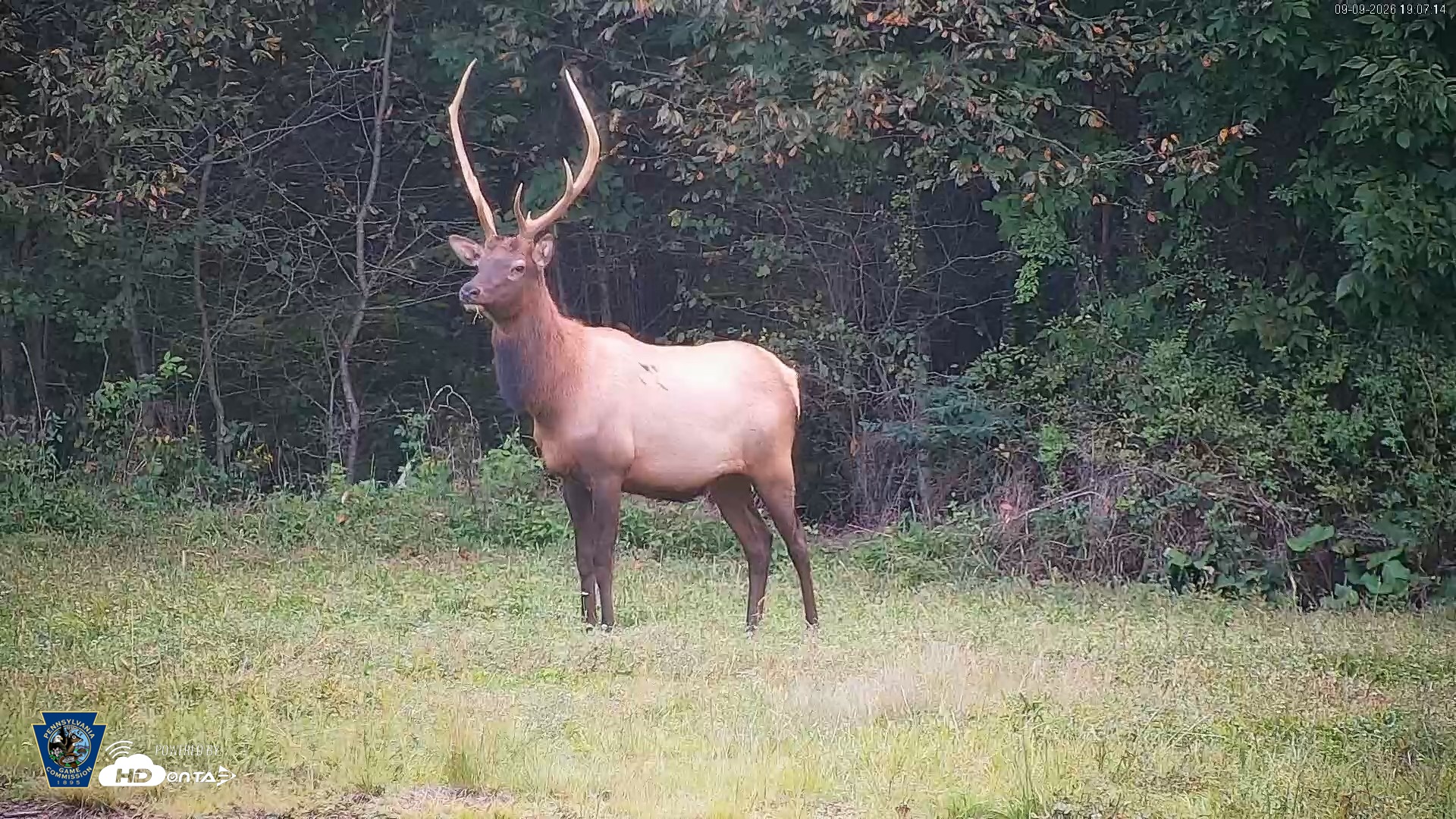 Snapshot of Pennsylvania Elk Live Webcam taken Sep 9, 2026, 7:08pm EDT