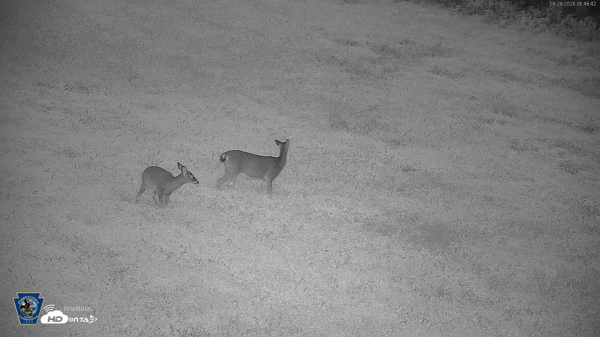 Snapshot of Pennsylvania Elk Live Webcam taken Sep 28, 2026, 6:49am EDT