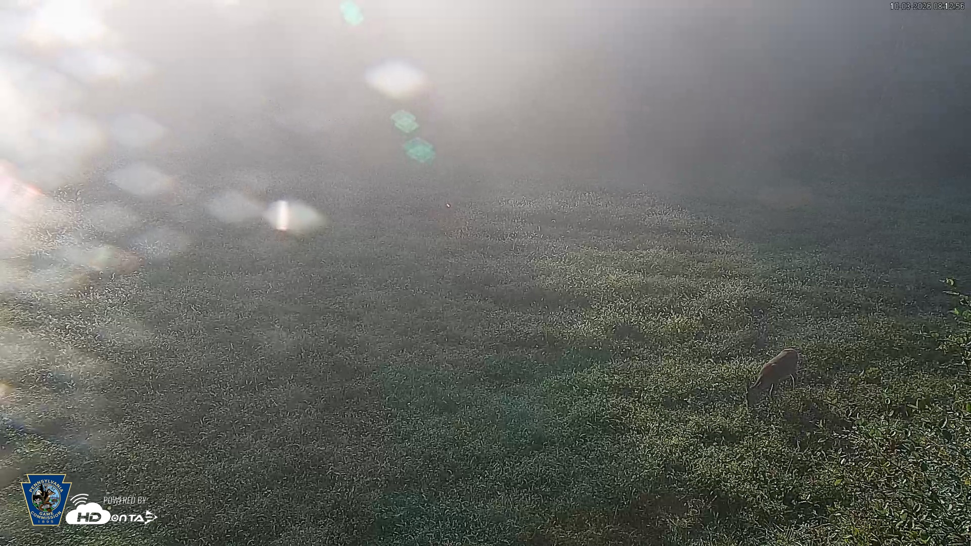 Snapshot of Pennsylvania Elk Live Webcam taken Oct 3, 2026, 8:13am EDT