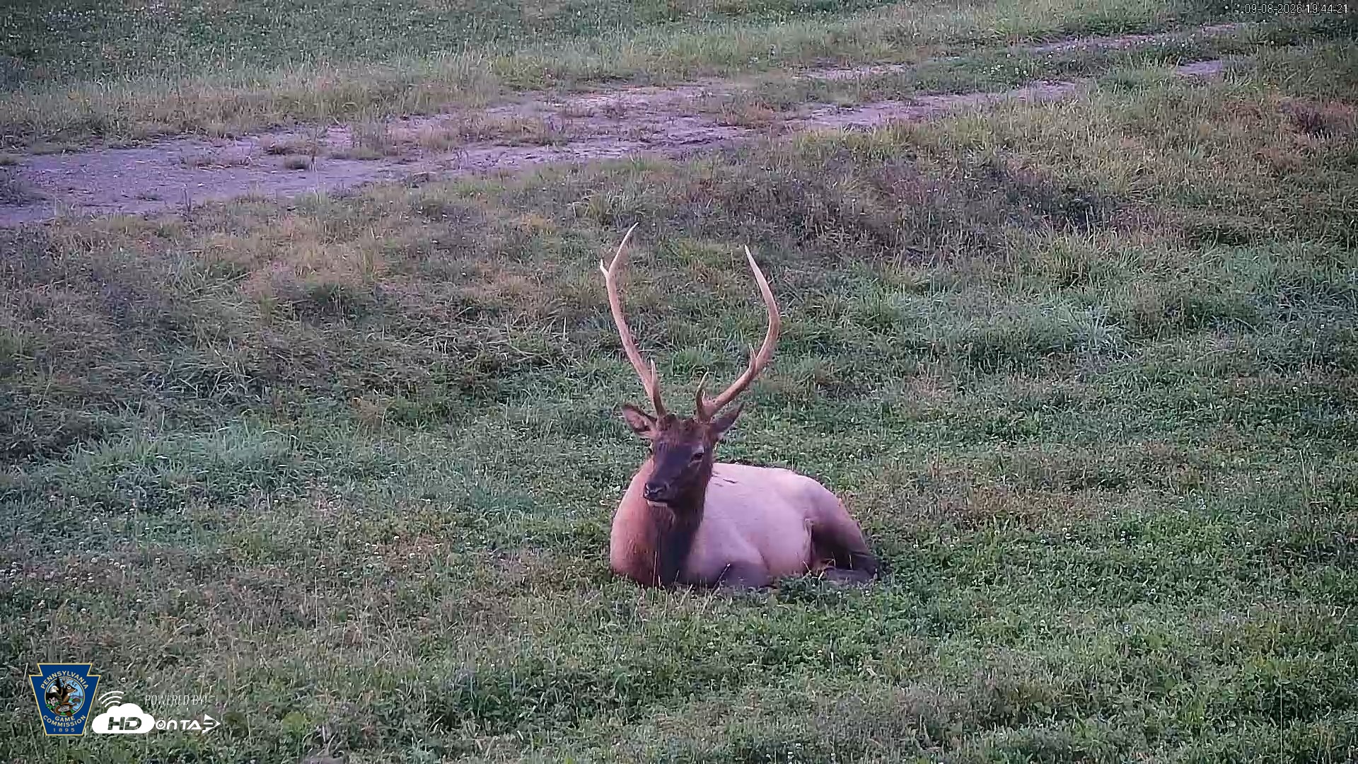 Snapshot of Pennsylvania Elk Live Webcam taken Sep 8, 2026, 7:45pm EDT