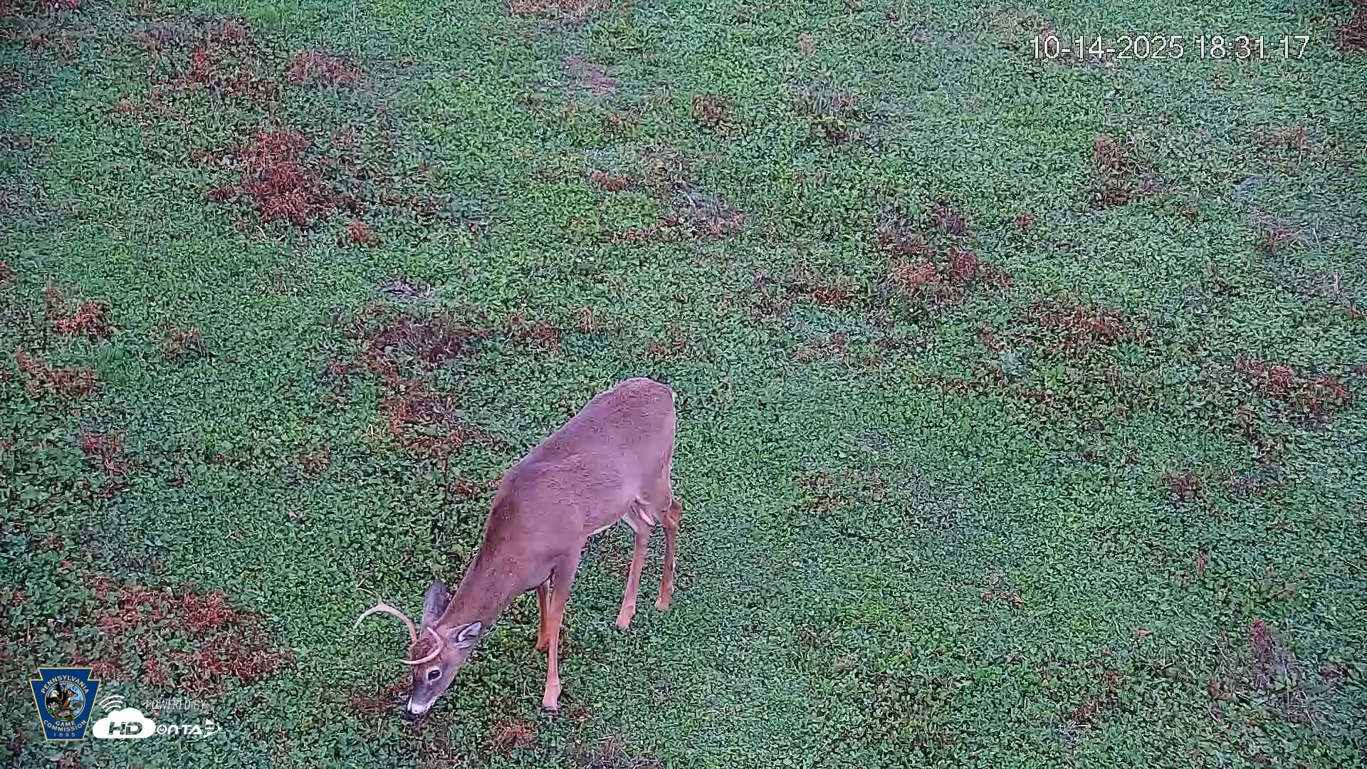 Snapshot of Pennsylvania Elk Live Webcam taken Oct 14, 2025, 6:32pm EDT