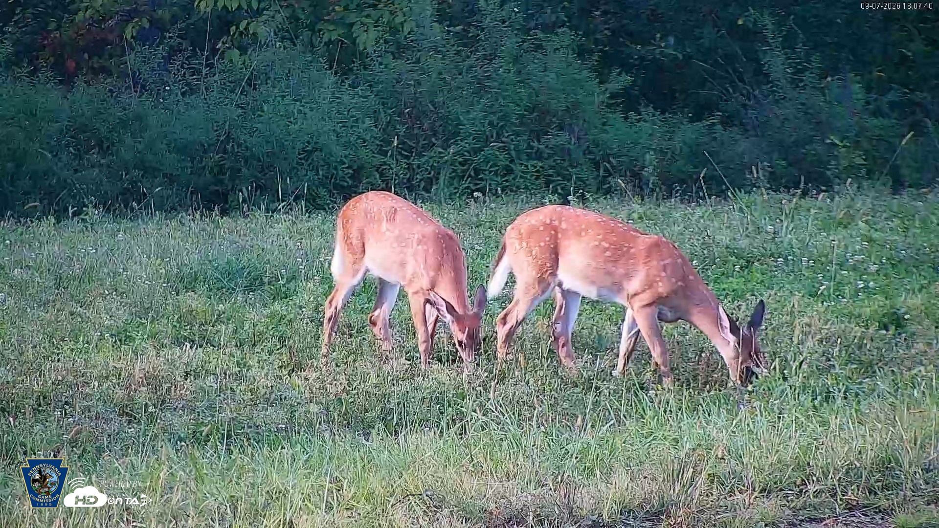 Snapshot of Pennsylvania Elk Live Webcam taken Sep 7, 2026, 6:08pm EDT