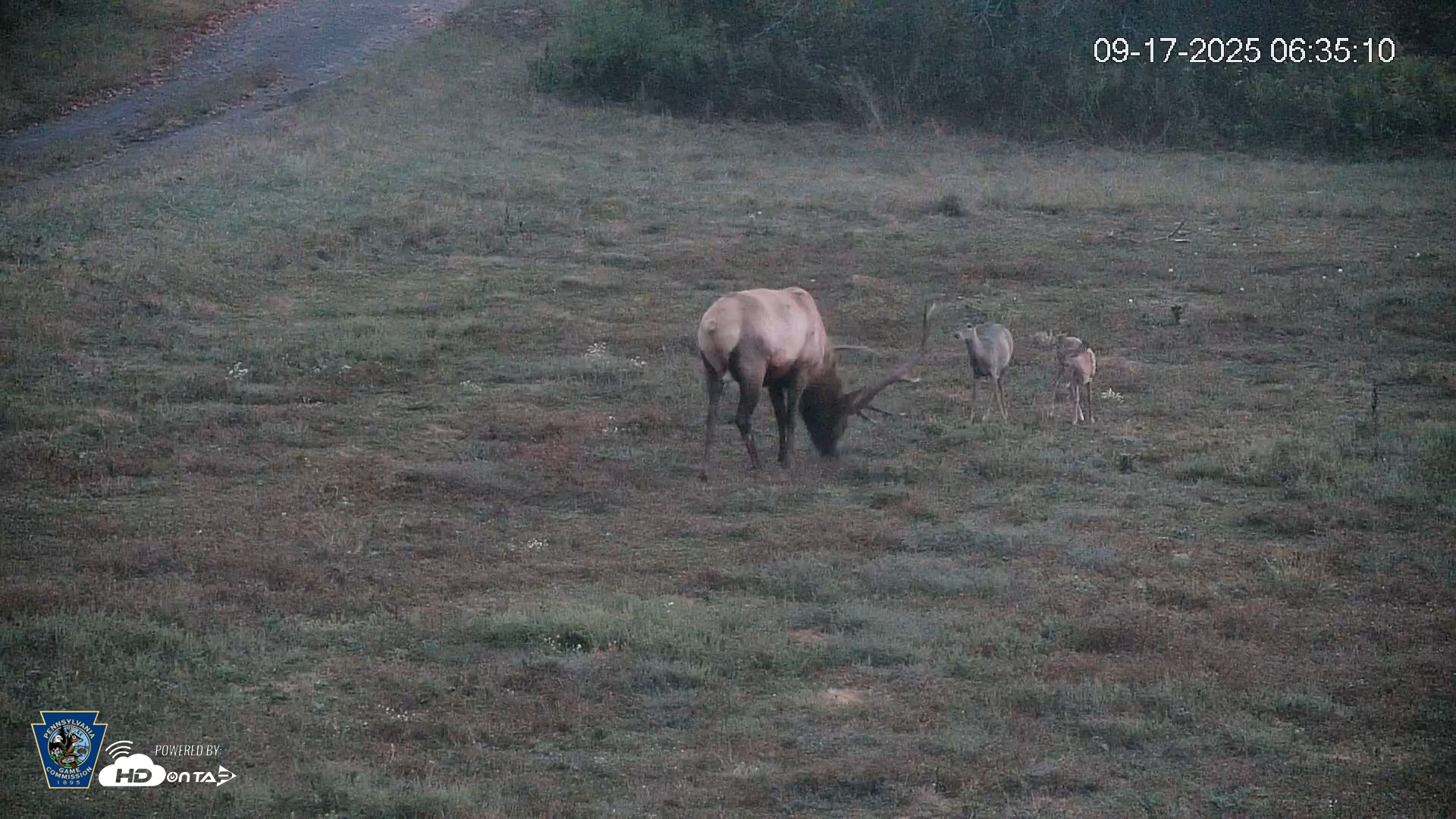 Snapshot of Pennsylvania Elk Live Webcam taken Sep 17, 2025, 6:35am EDT