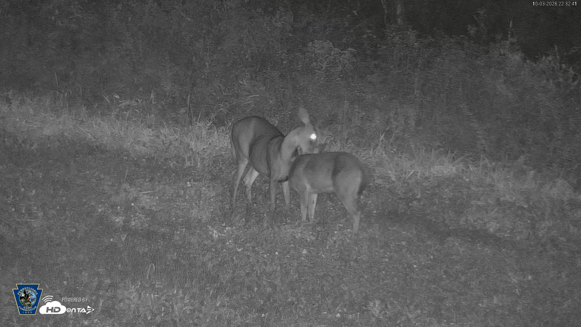 Snapshot of Pennsylvania Elk Live Webcam taken Oct 3, 2026, 10:34pm EDT