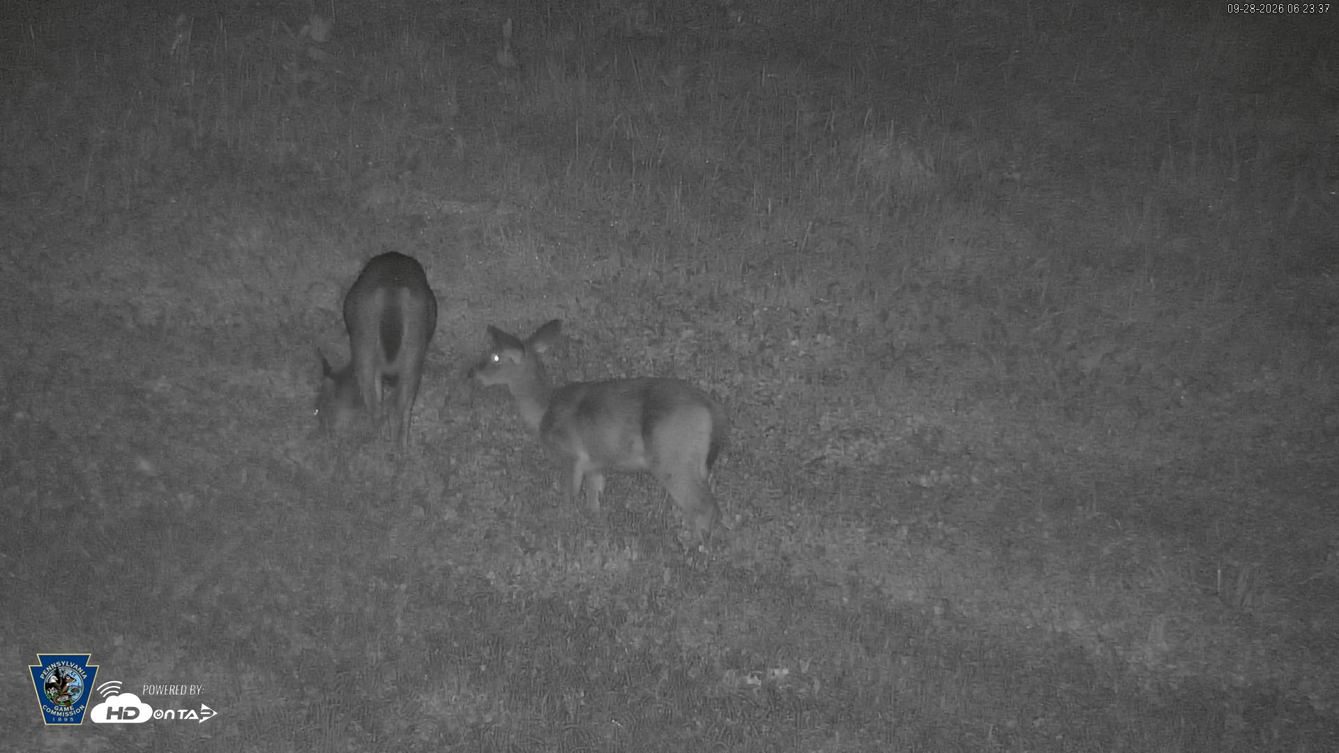 Snapshot of Pennsylvania Elk Live Webcam taken Sep 28, 2026, 6:24am EDT