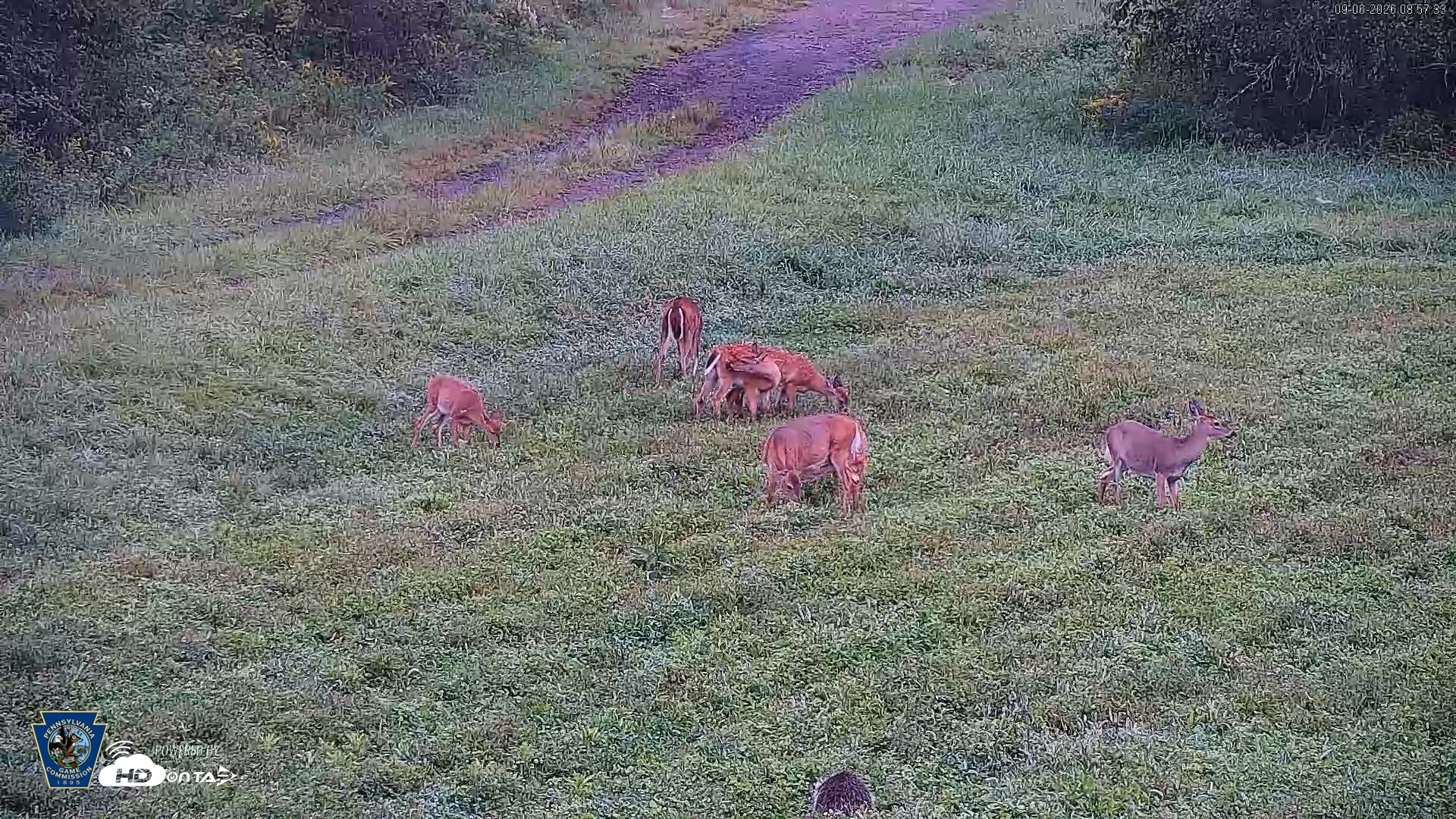 Snapshot of Pennsylvania Elk Live Webcam taken Sep 6, 2026, 8:58am EDT