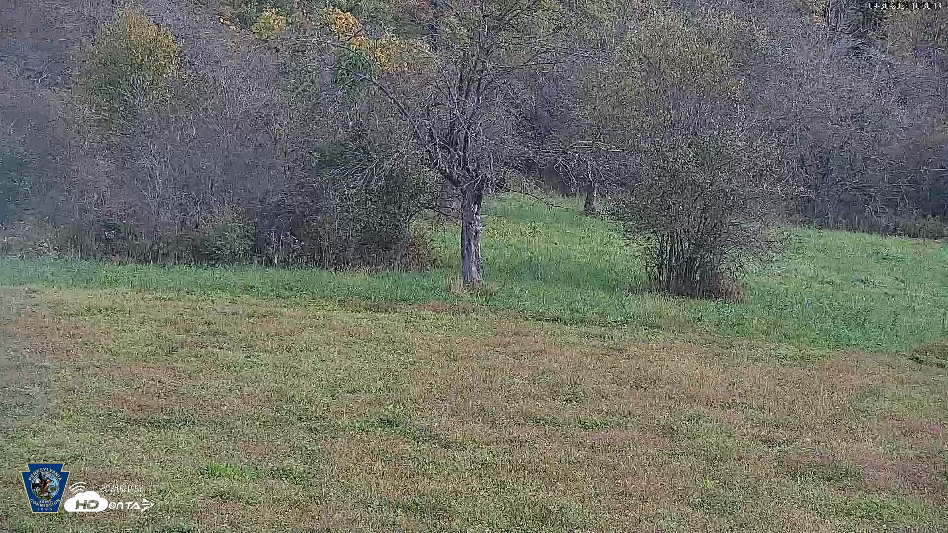 Snapshot of Pennsylvania Elk Live Webcam taken Sep 30, 2026, 10:31am EDT