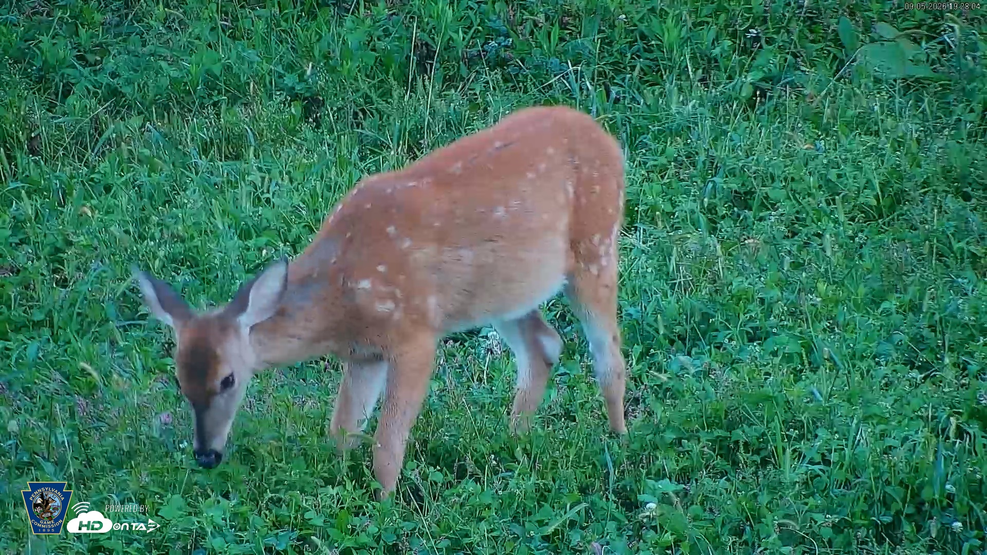 Snapshot of Pennsylvania Elk Live Webcam taken Sep 5, 2026, 7:42pm EDT