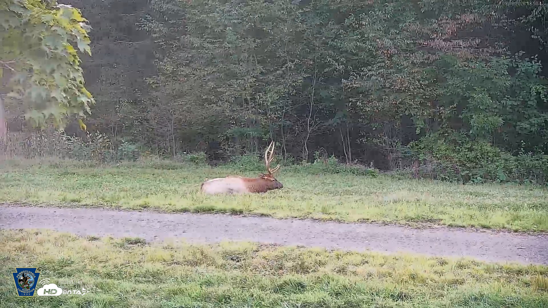 Snapshot of Pennsylvania Elk Live Webcam taken Sep 9, 2026, 6:50pm EDT