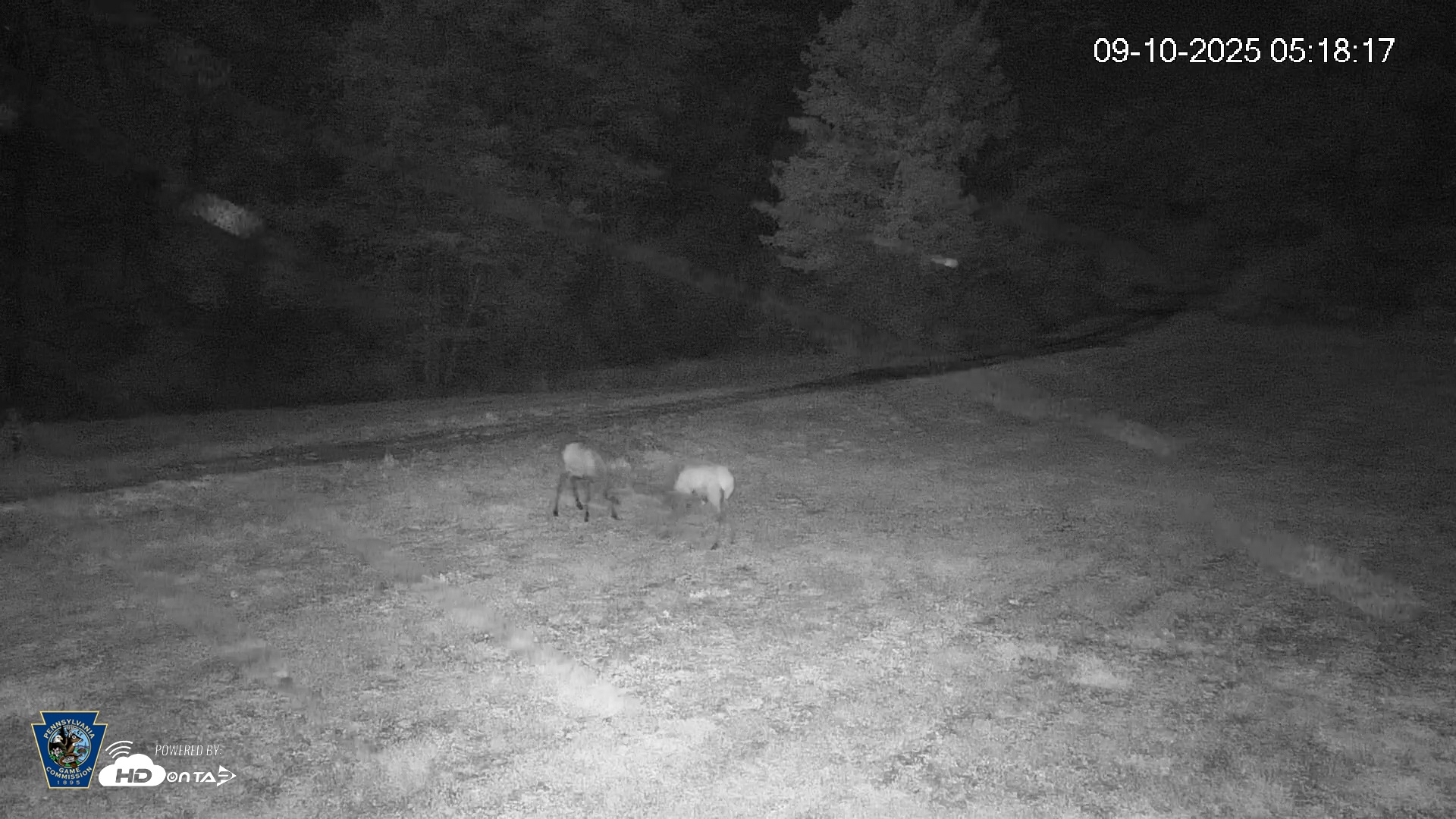 Snapshot of Pennsylvania Elk Live Webcam taken Sep 10, 2025, 5:19am EDT