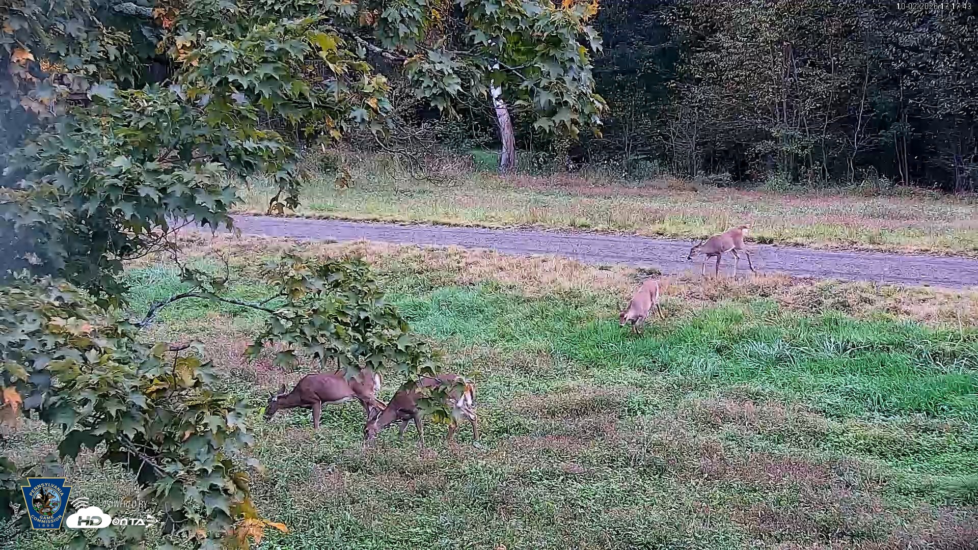 Snapshot of Pennsylvania Elk Live Webcam taken Oct 2, 2026, 5:18pm EDT