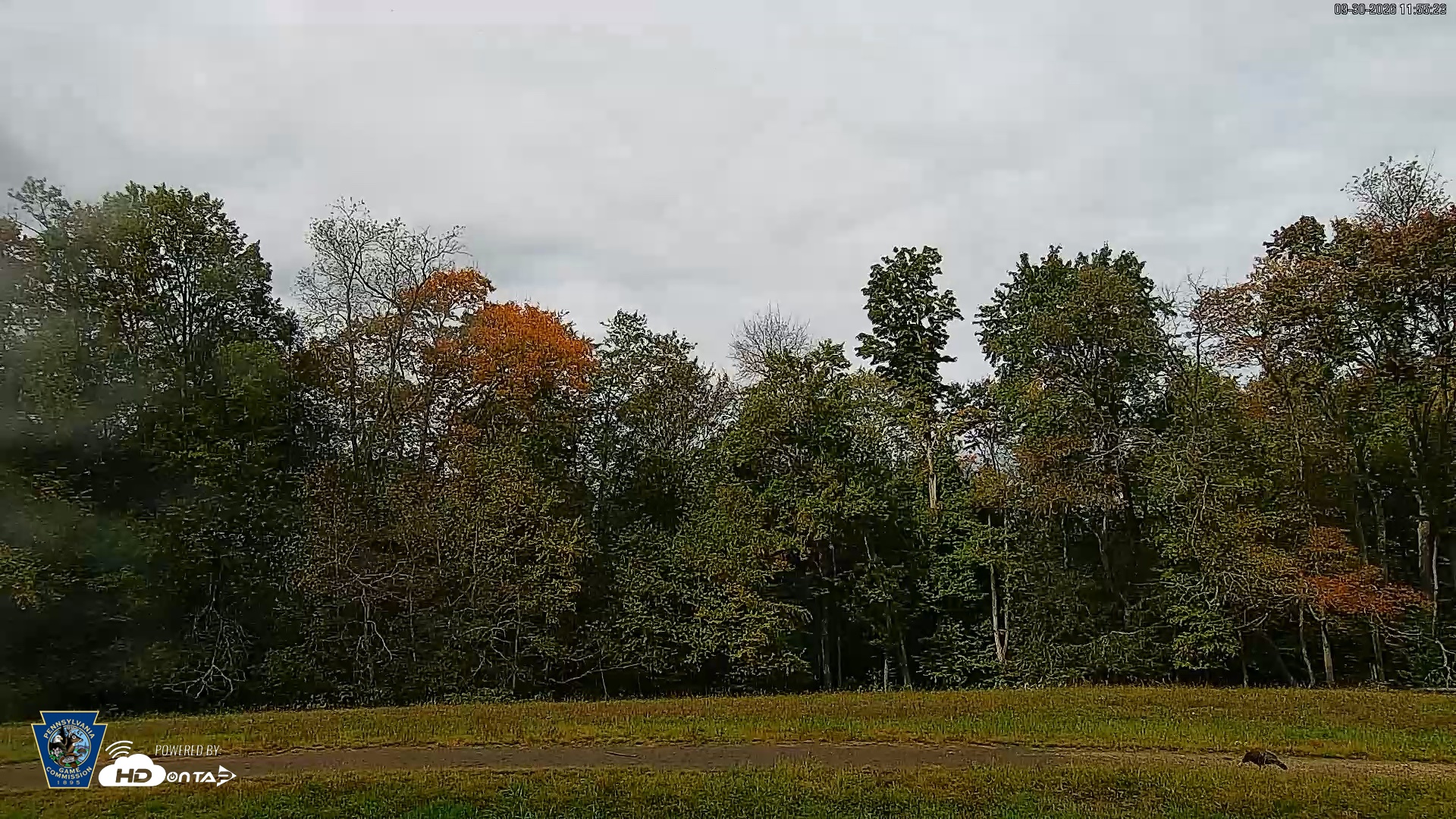Snapshot of Pennsylvania Elk Live Webcam taken Sep 30, 2026, 11:56am EDT