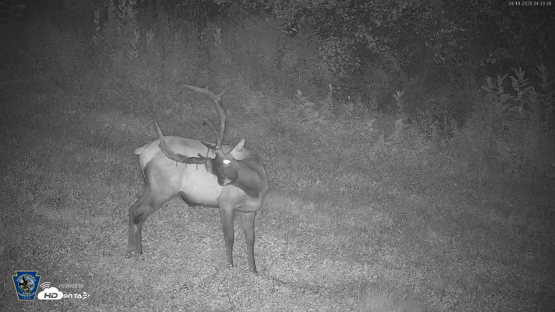 Snapshot of Pennsylvania Elk Live Webcam taken Aug 11, 2026, 4:35am EDT
