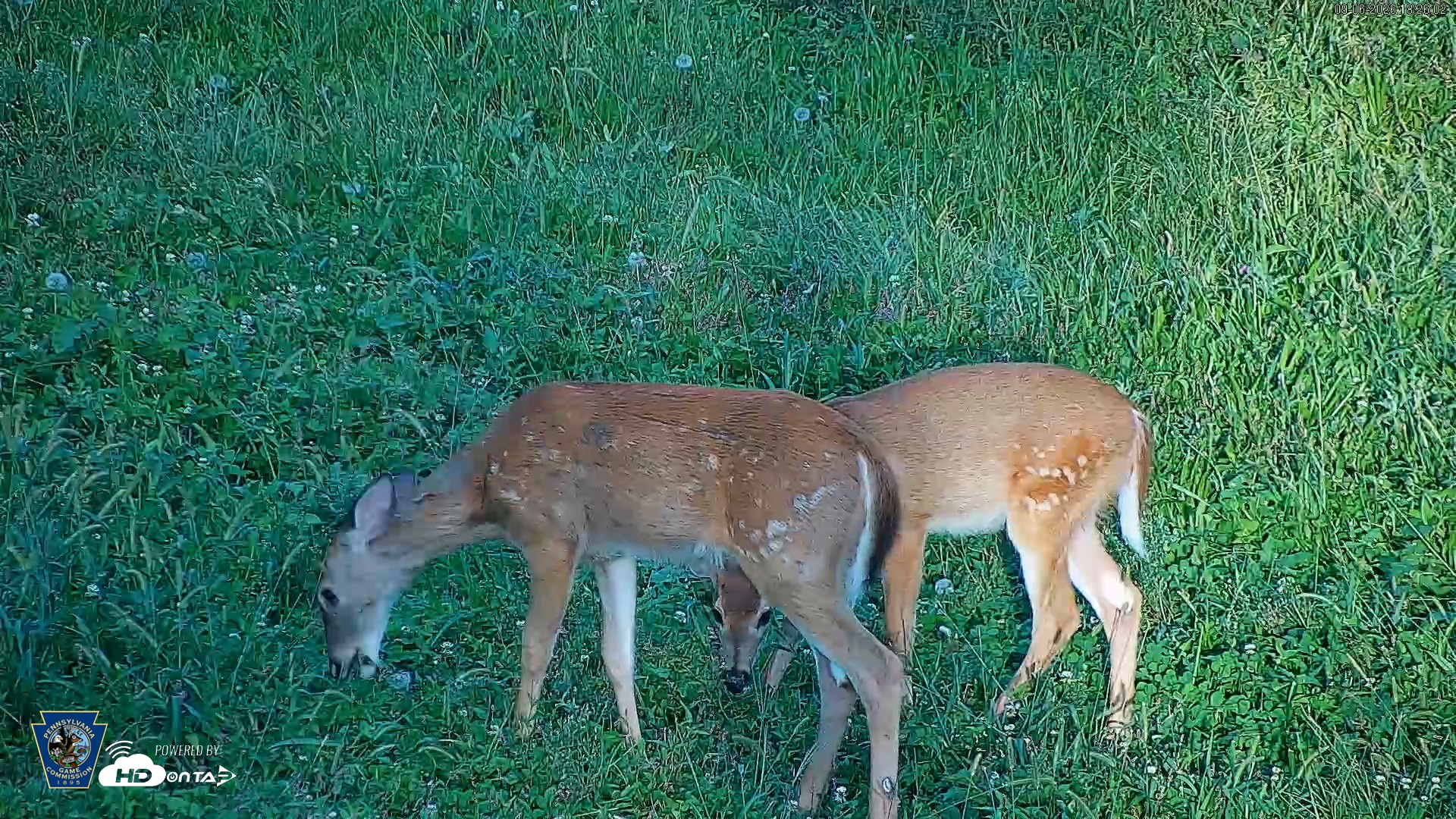 Snapshot of Pennsylvania Elk Live Webcam taken Sep 6, 2026, 6:26pm EDT