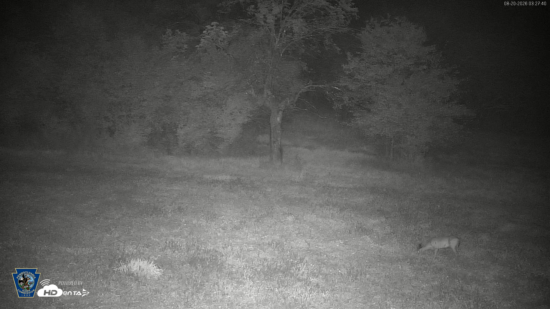Snapshot of Pennsylvania Elk Live Webcam taken Aug 20, 2026, 3:29am EDT