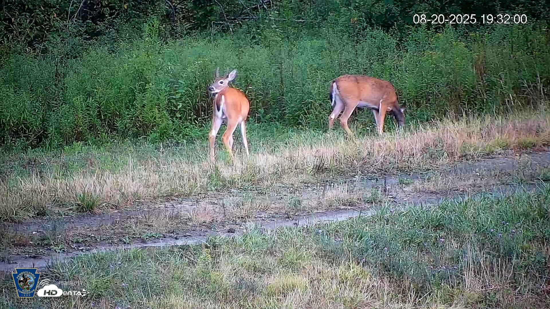 Snapshot of Pennsylvania Elk Live Webcam taken Aug 20, 2025, 7:33pm EDT