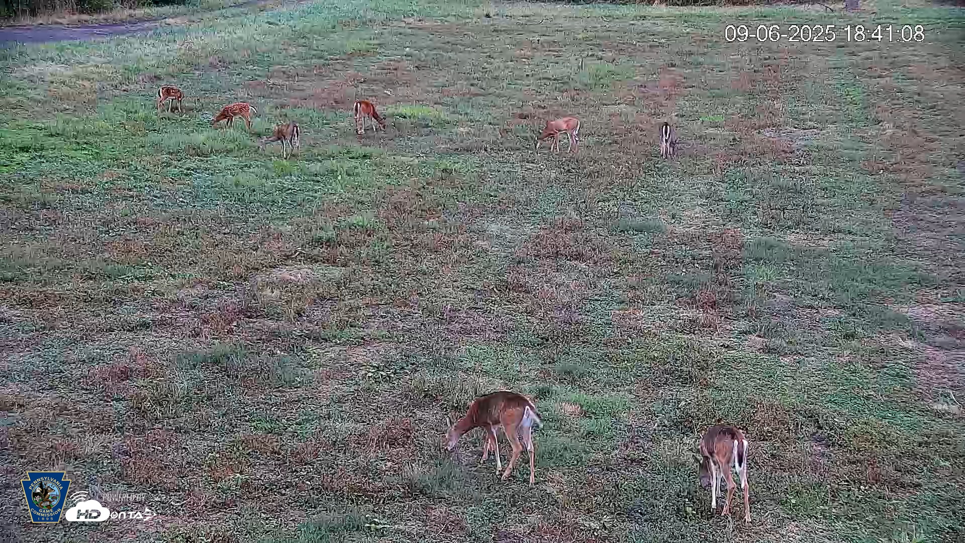 Snapshot of Pennsylvania Elk Live Webcam taken Sep 6, 2025, 6:42pm EDT