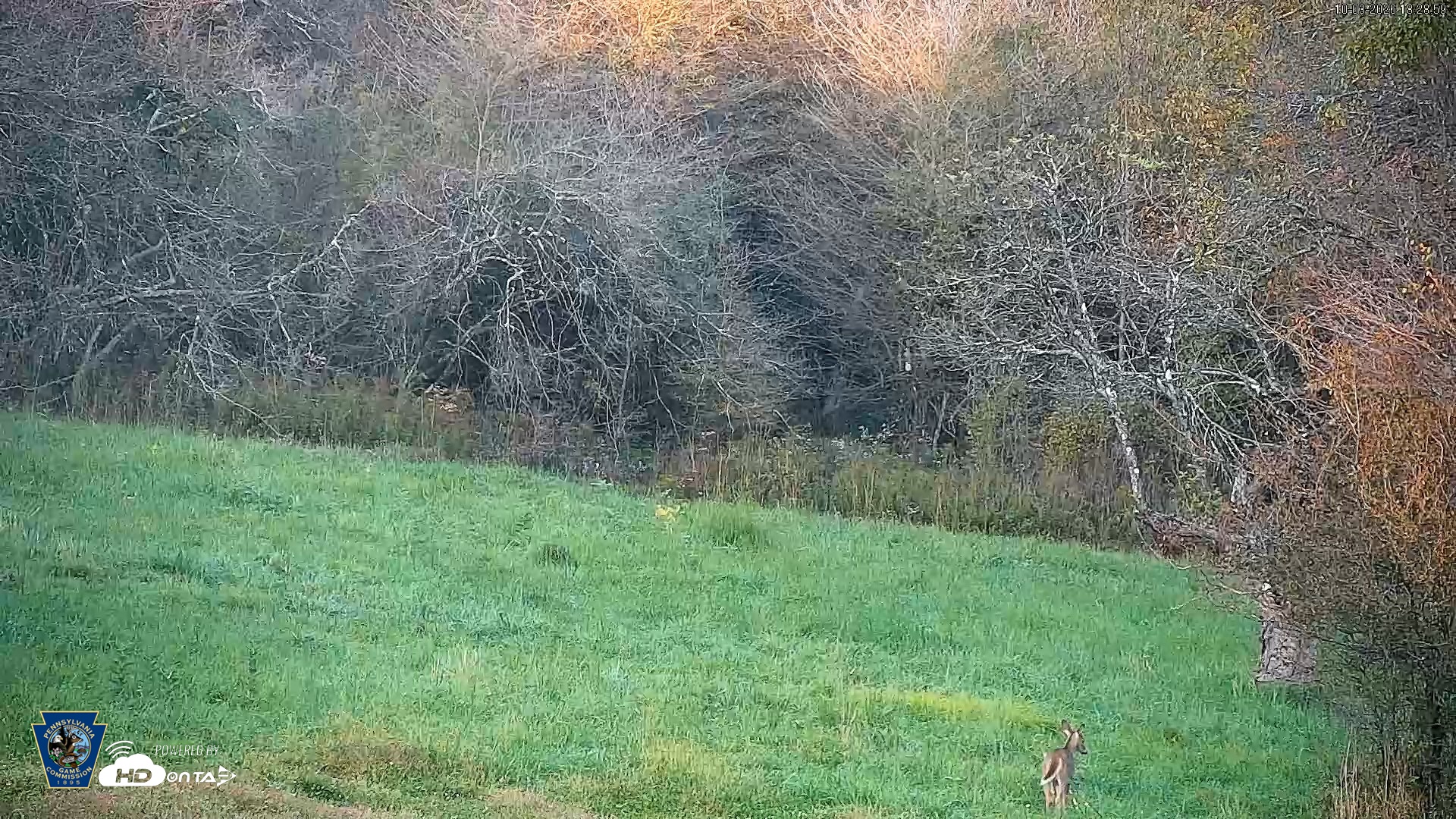 Snapshot of Pennsylvania Elk Live Webcam taken Oct 3, 2026, 6:30pm EDT
