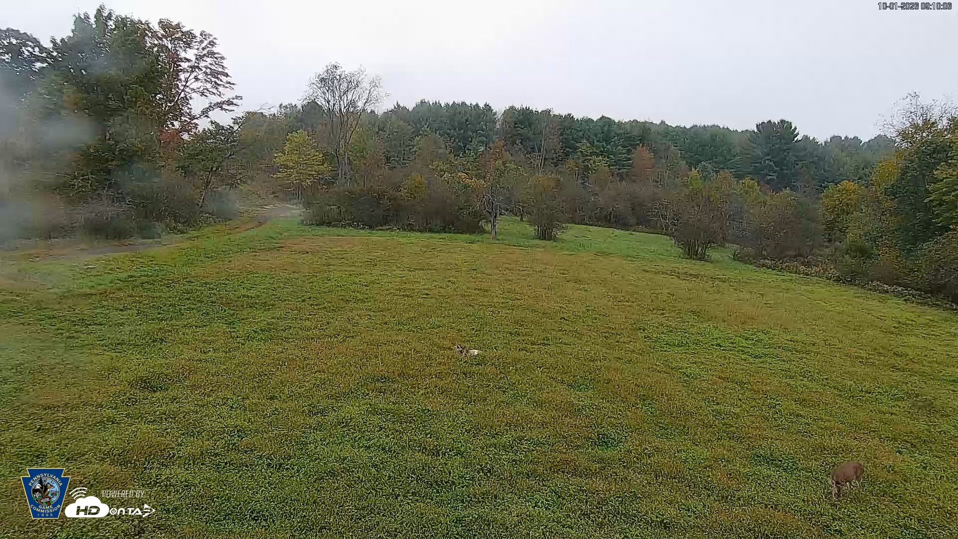 Snapshot of Pennsylvania Elk Live Webcam taken Oct 1, 2026, 9:11am EDT