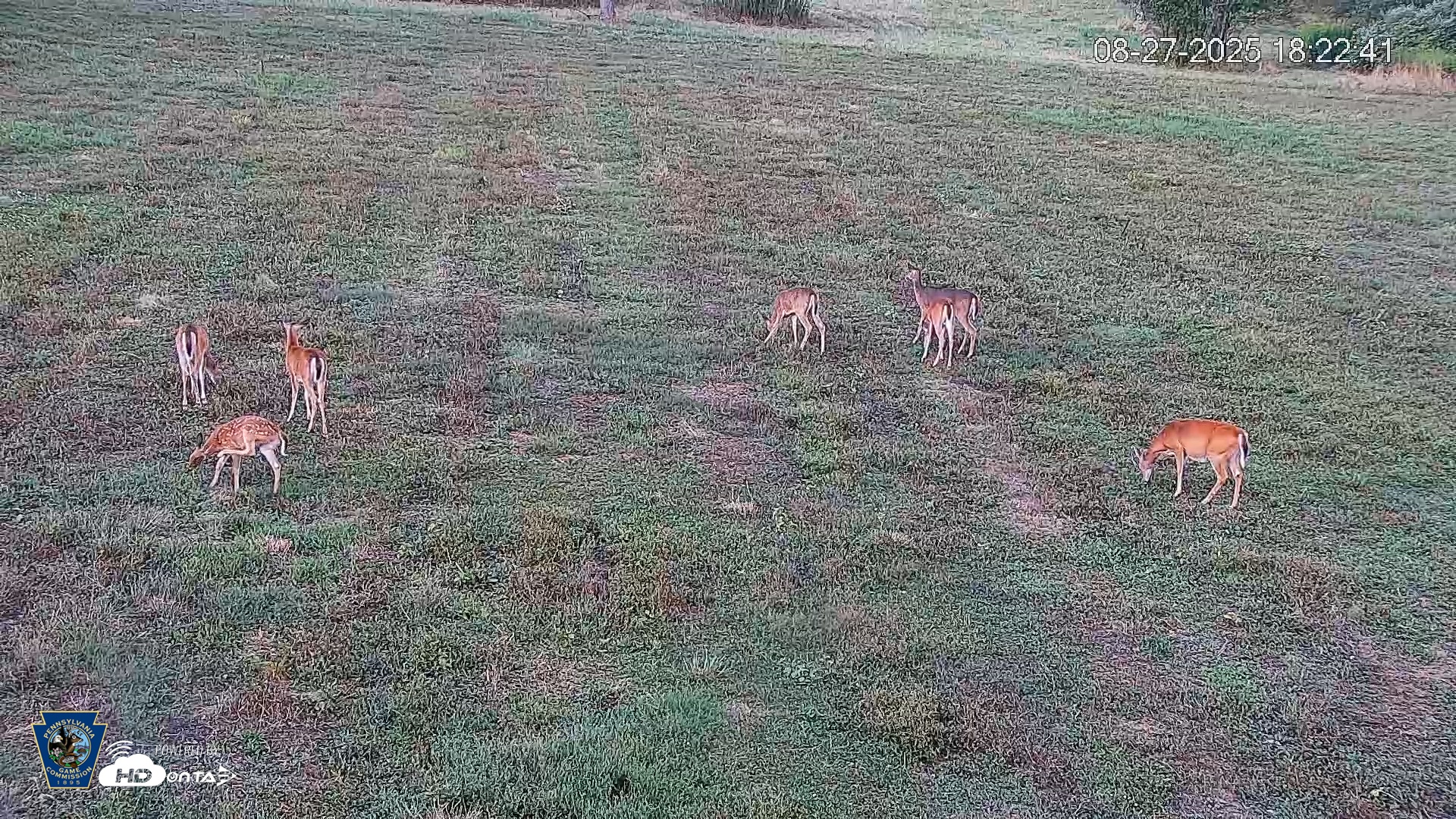Snapshot of Pennsylvania Elk Live Webcam taken Aug 27, 2025, 6:23pm EDT