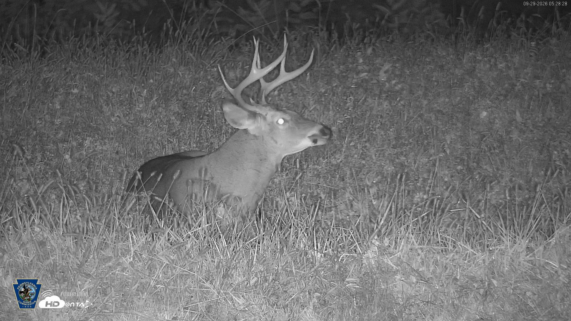 Snapshot of Pennsylvania Elk Live Webcam taken Sep 29, 2026, 5:29am EDT