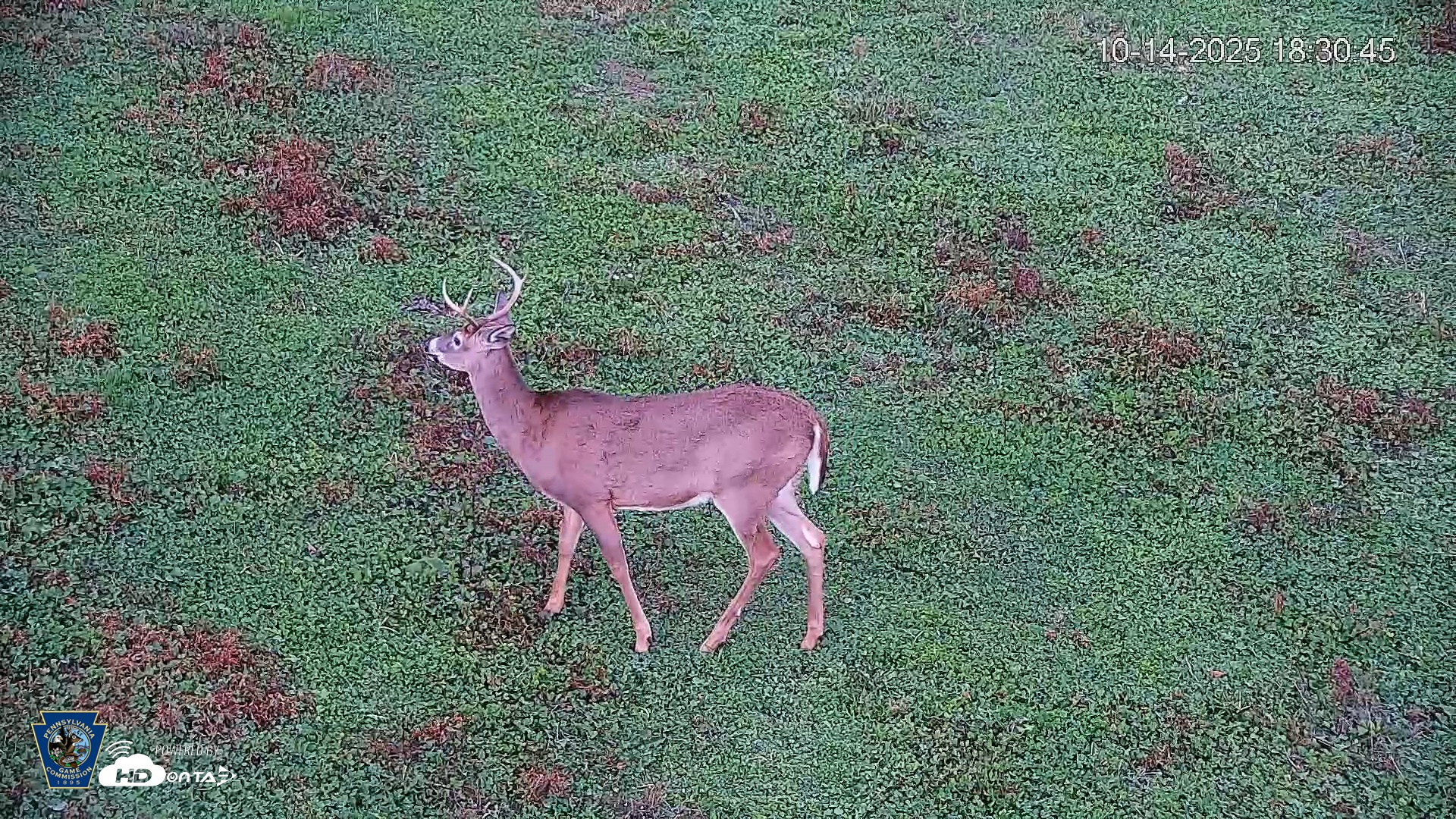 Snapshot of Pennsylvania Elk Live Webcam taken Oct 14, 2025, 6:31pm EDT