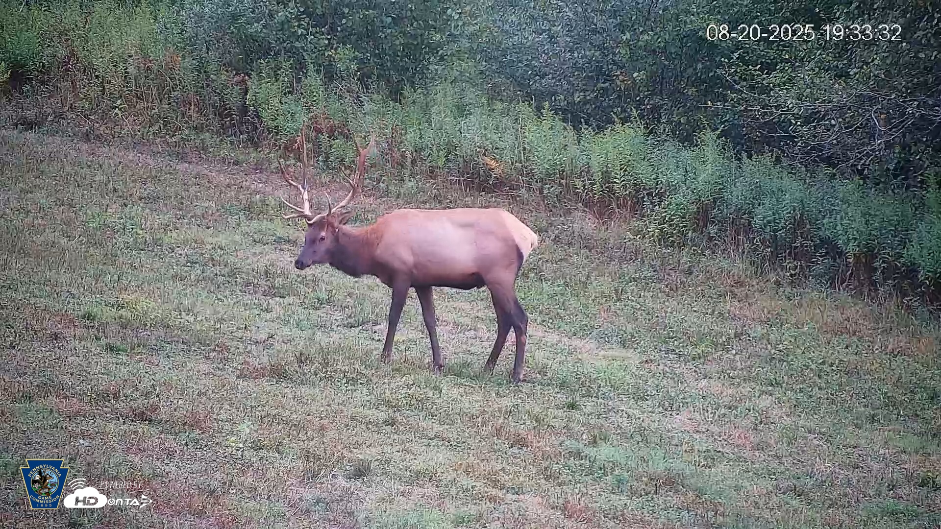 Snapshot of Pennsylvania Elk Live Webcam taken Aug 20, 2025, 7:34pm EDT