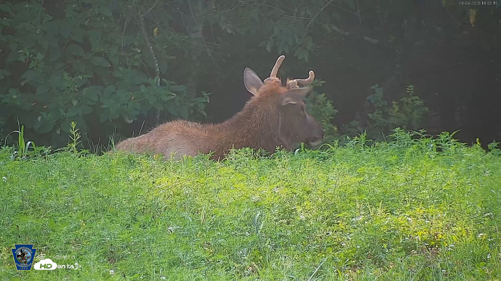 Snapshot of Pennsylvania Elk Live Webcam taken Aug 9, 2026, 6:06pm EDT
