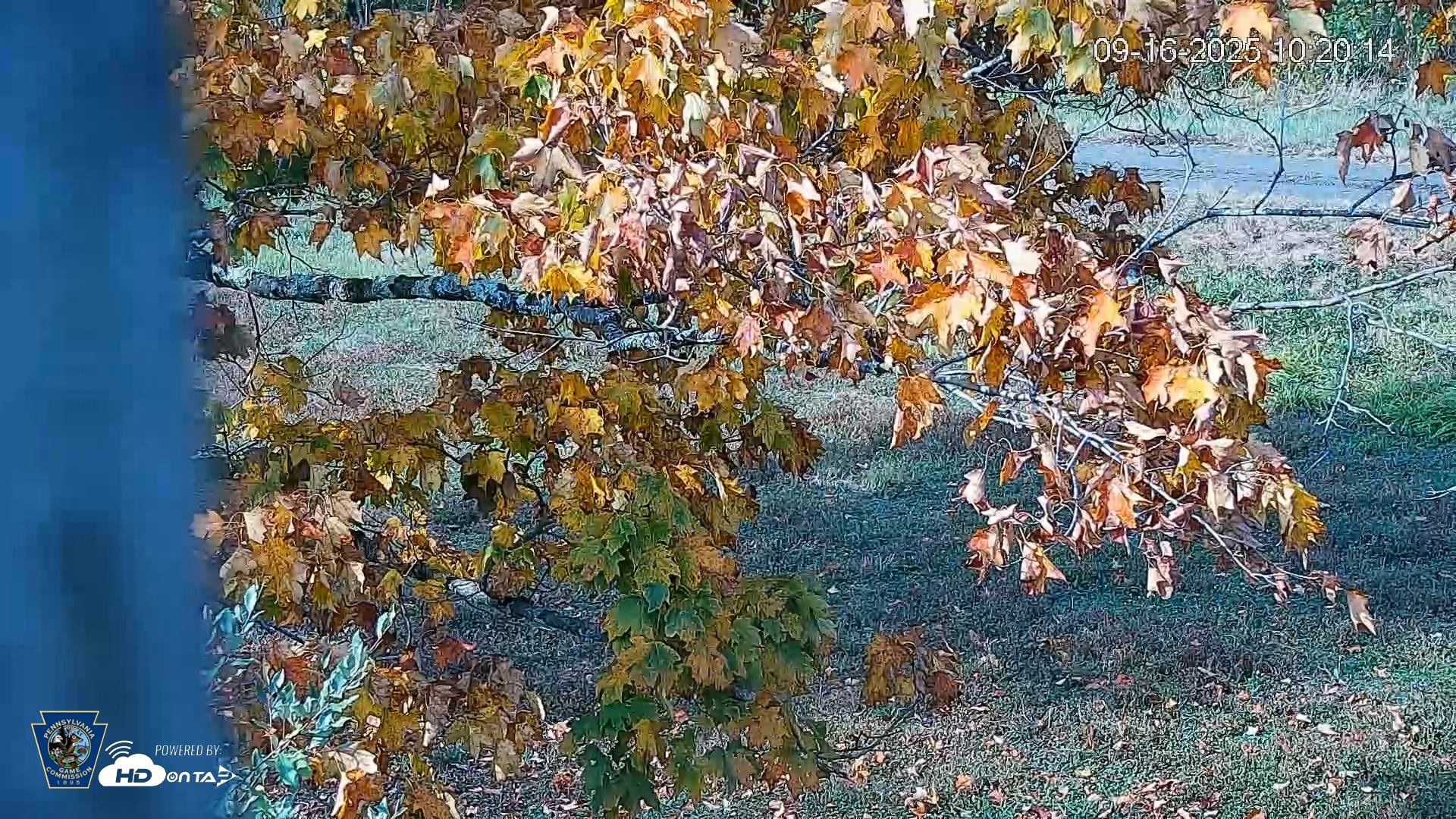 Snapshot of Pennsylvania Elk Live Webcam taken Sep 16, 2025, 10:21am EDT