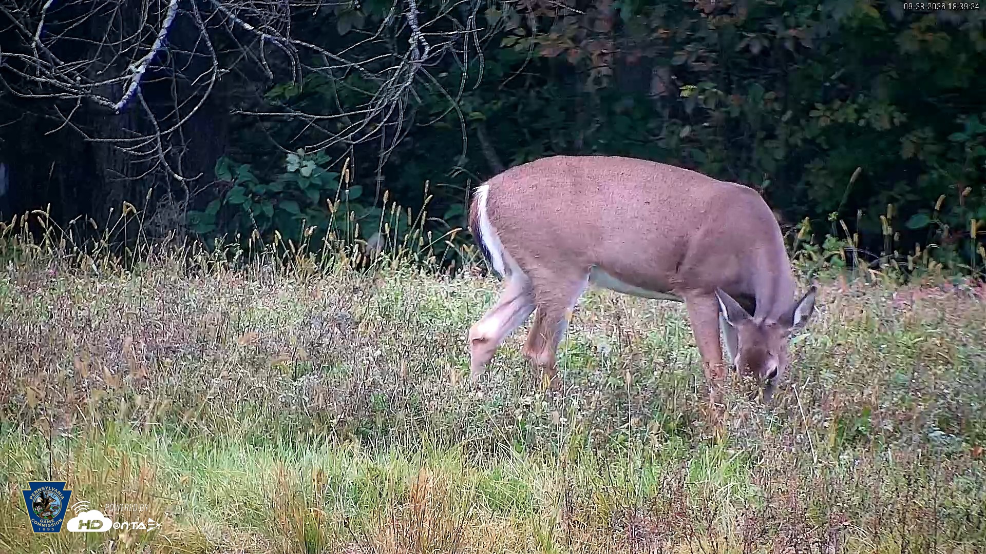 Snapshot of Pennsylvania Elk Live Webcam taken Sep 28, 2026, 6:40pm EDT